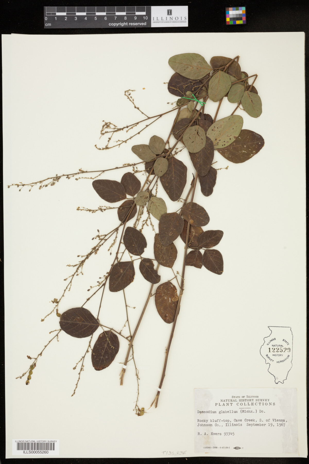 Desmodium glabellum image