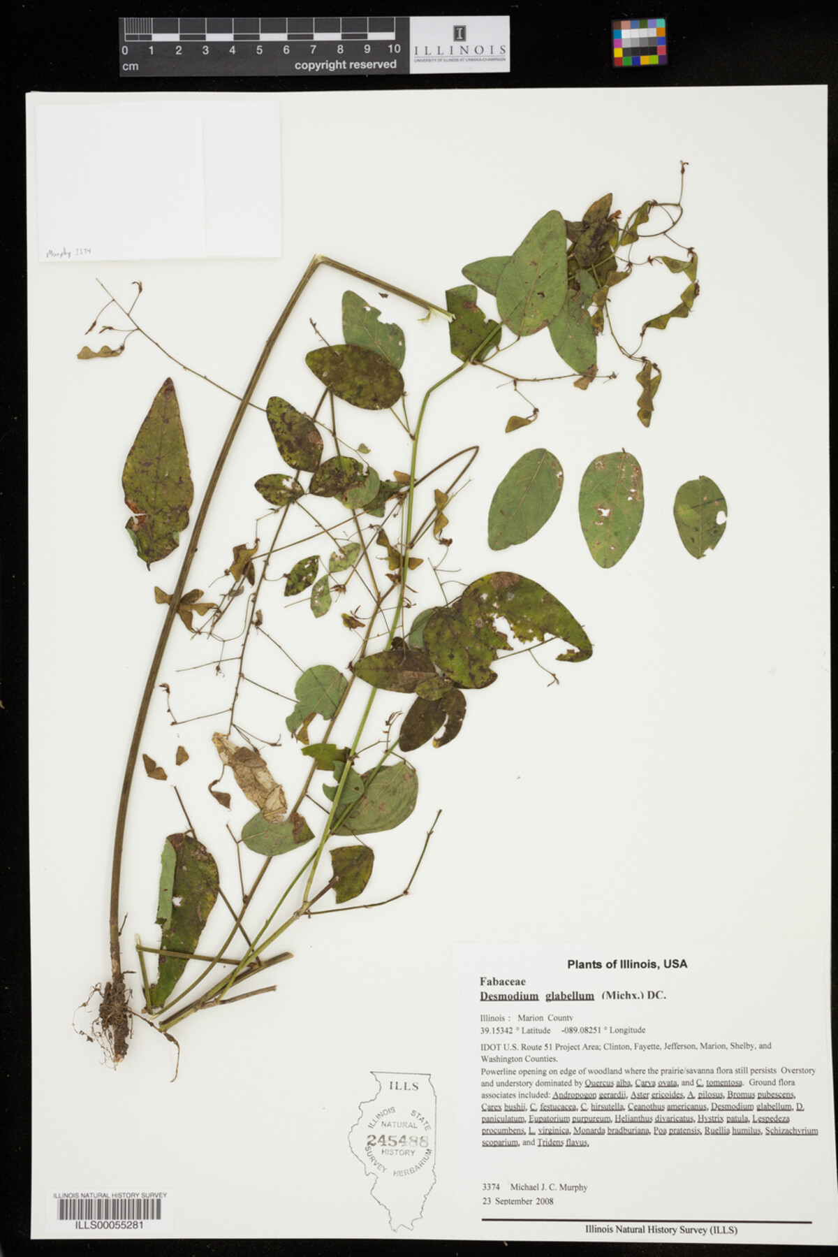 Desmodium glabellum image