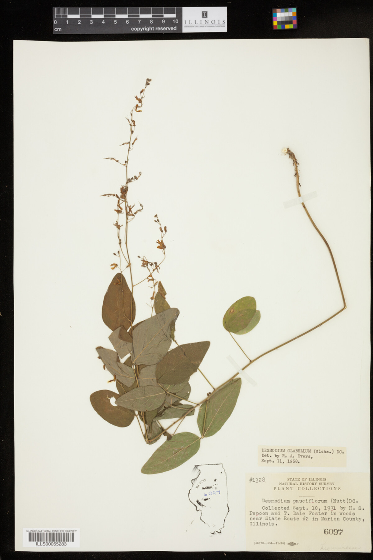 Desmodium glabellum image