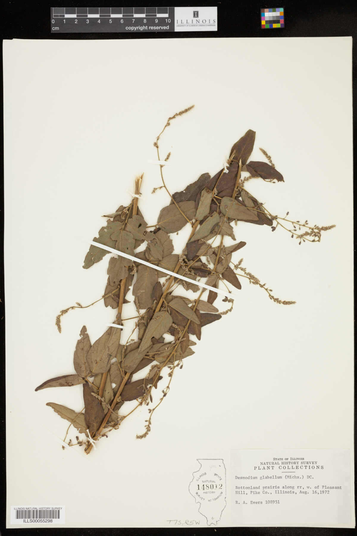 Desmodium glabellum image