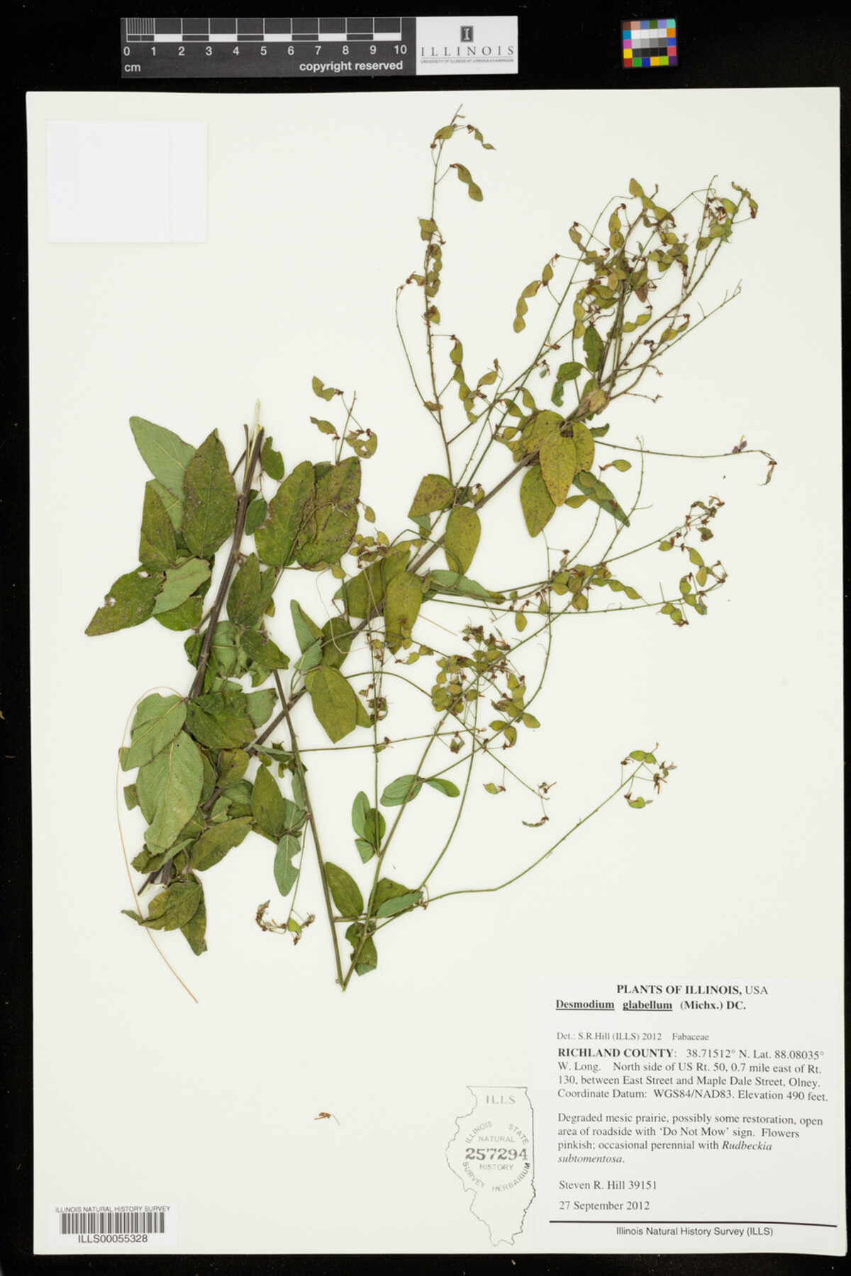 Desmodium glabellum image
