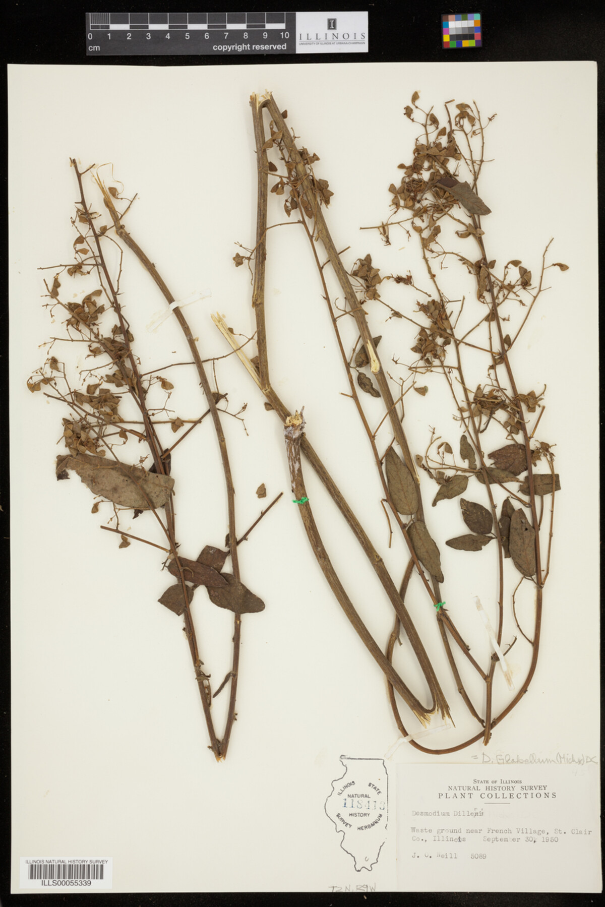 Desmodium glabellum image
