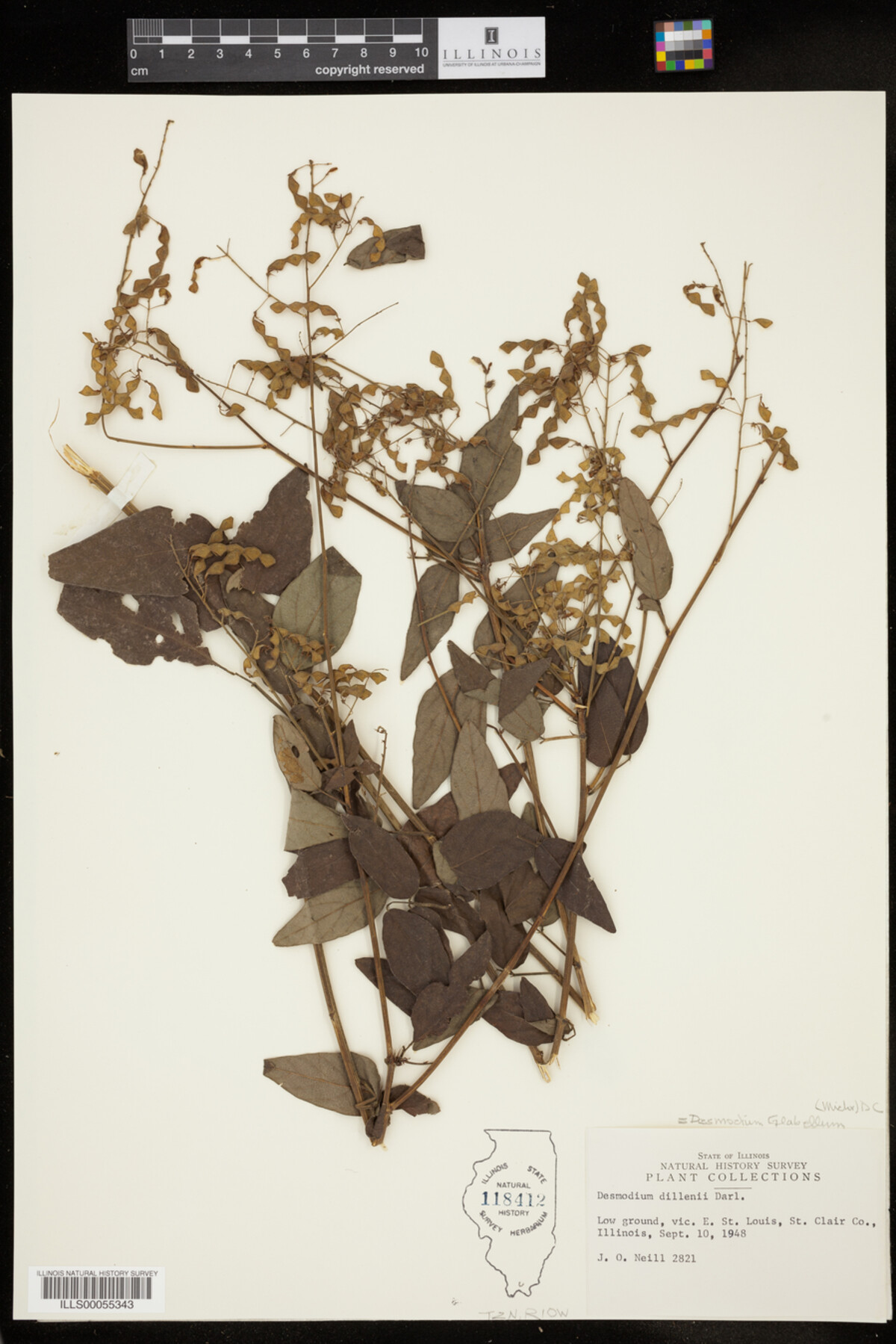 Desmodium glabellum image