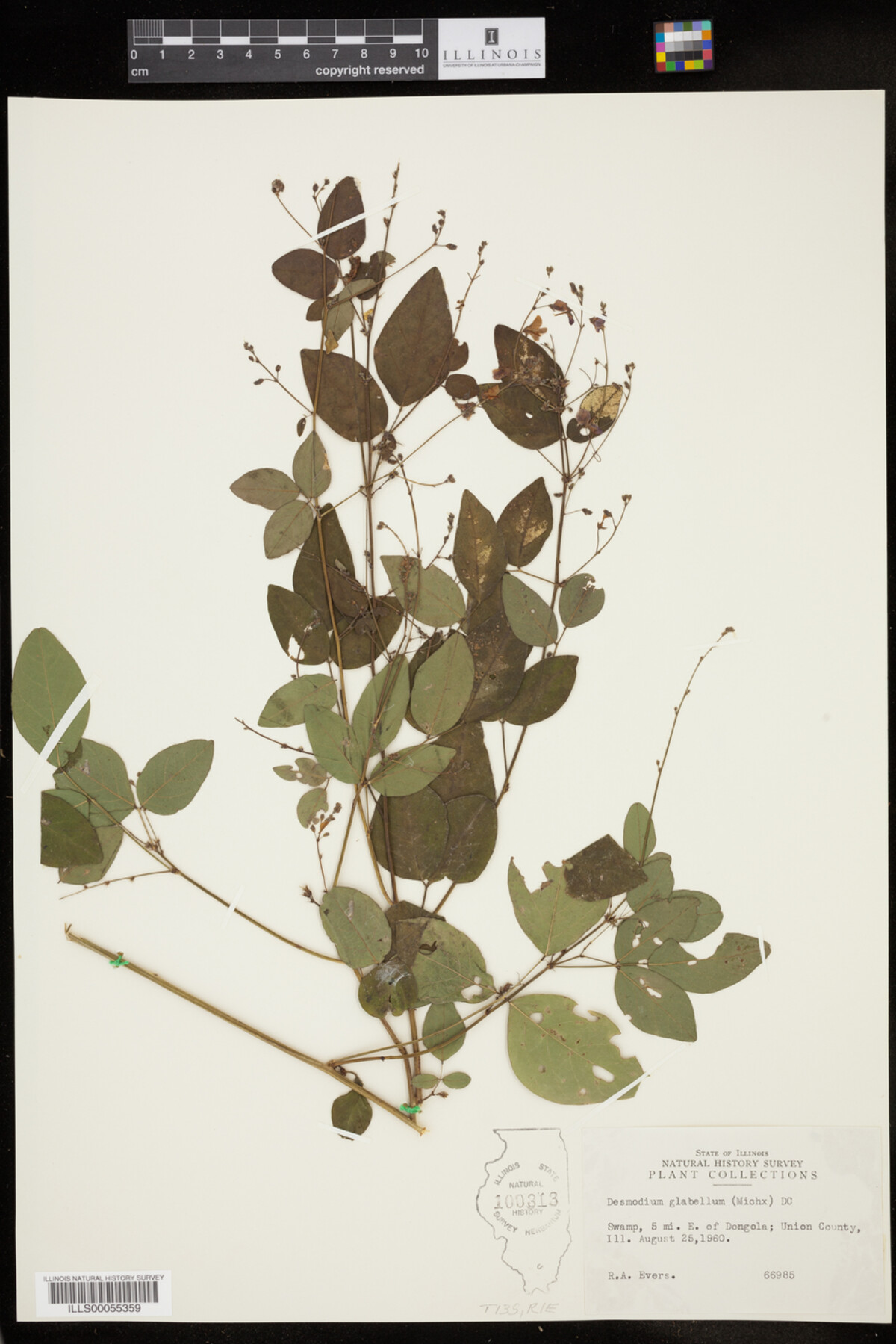 Desmodium glabellum image