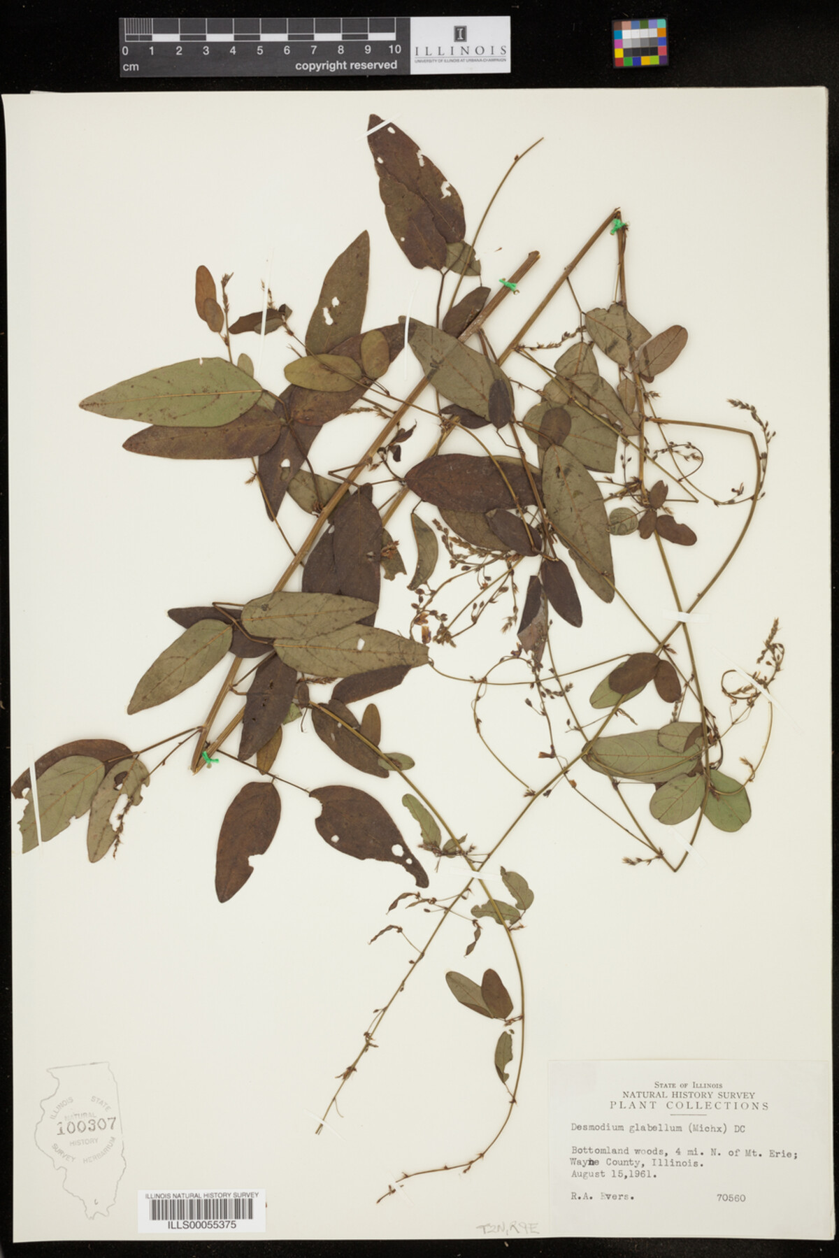 Desmodium glabellum image