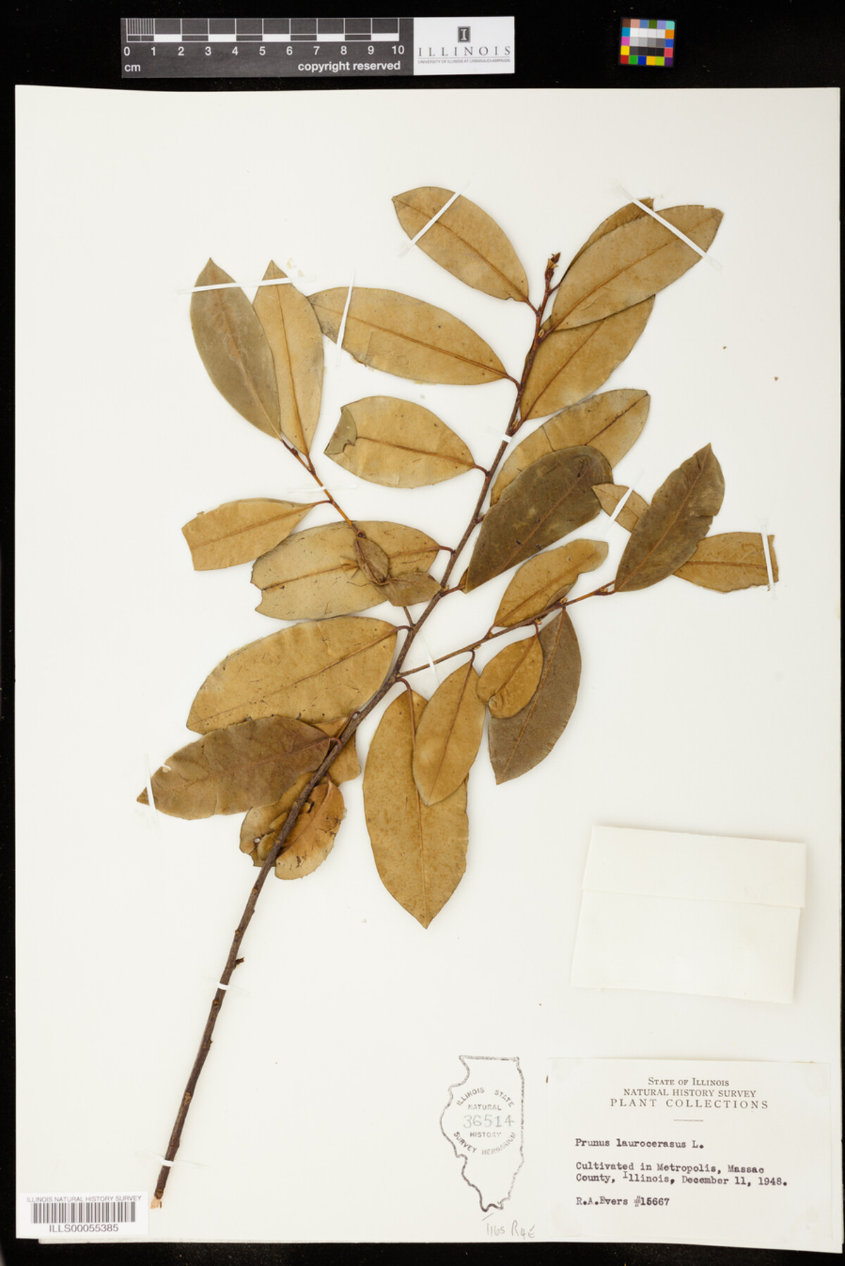 Prunus laurocerasus image