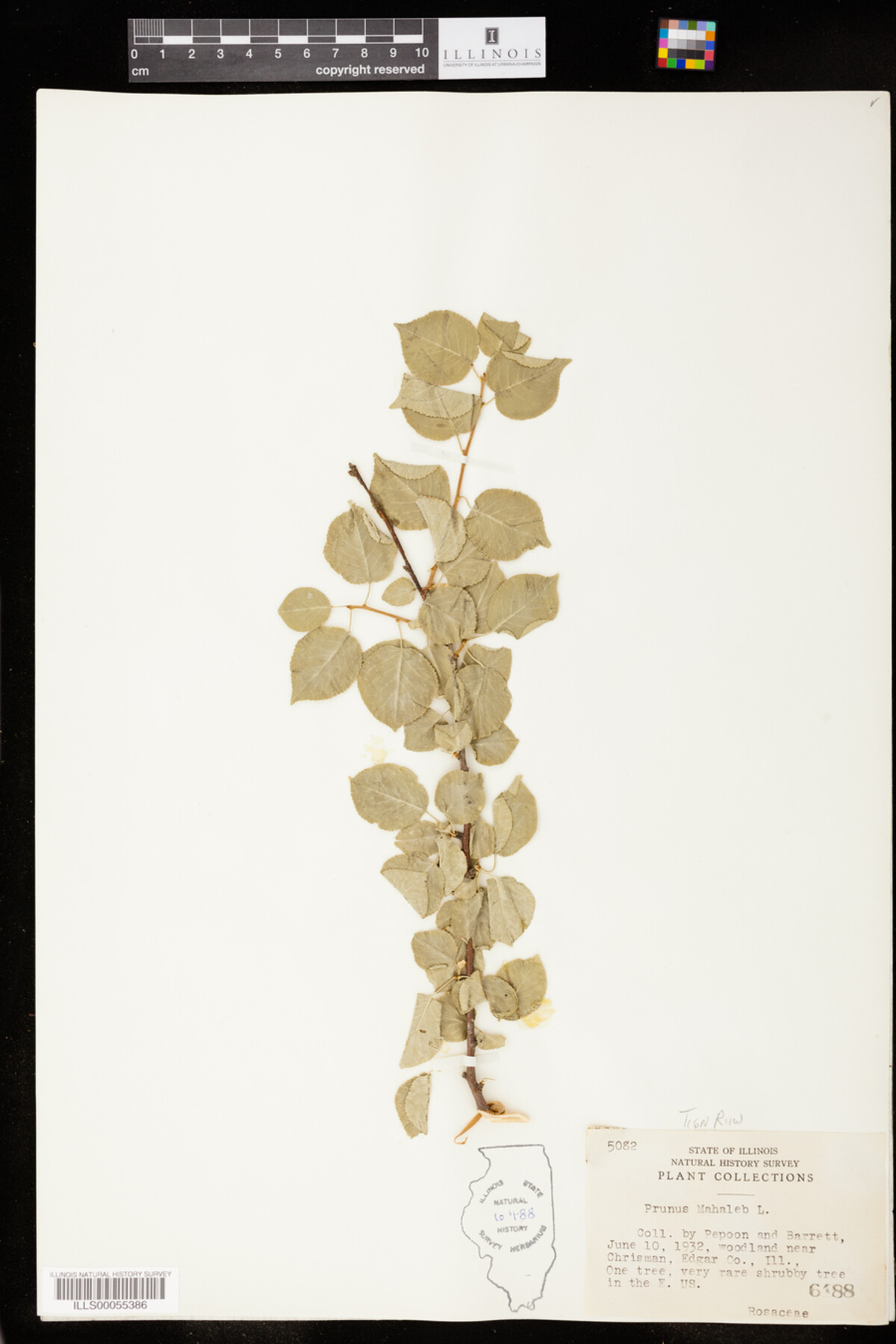 Prunus mahaleb image