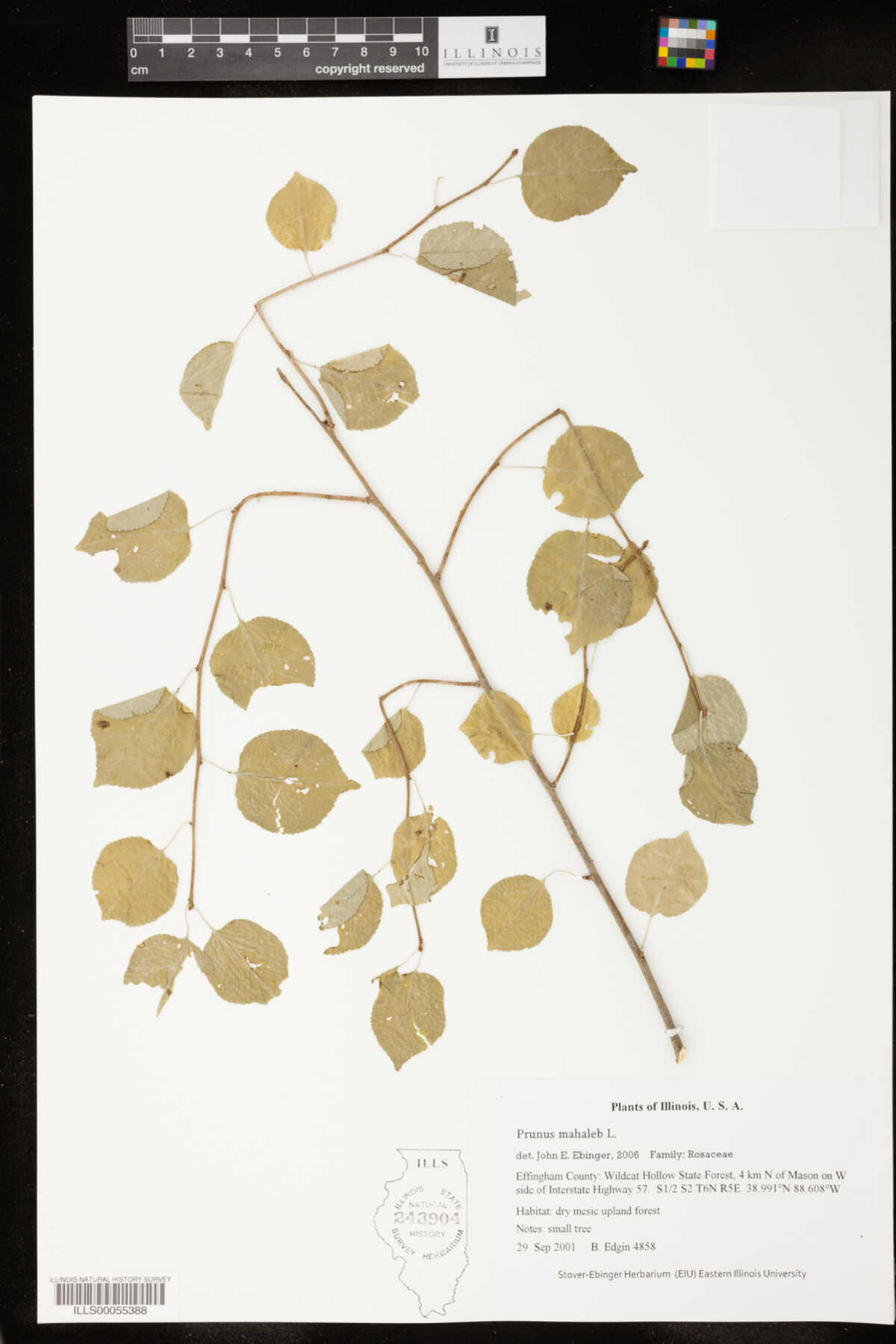 Prunus mahaleb image