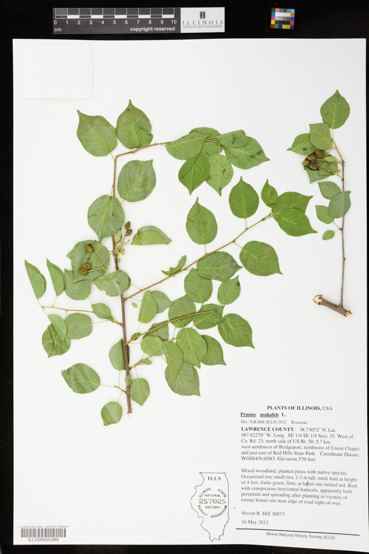 Prunus mahaleb image