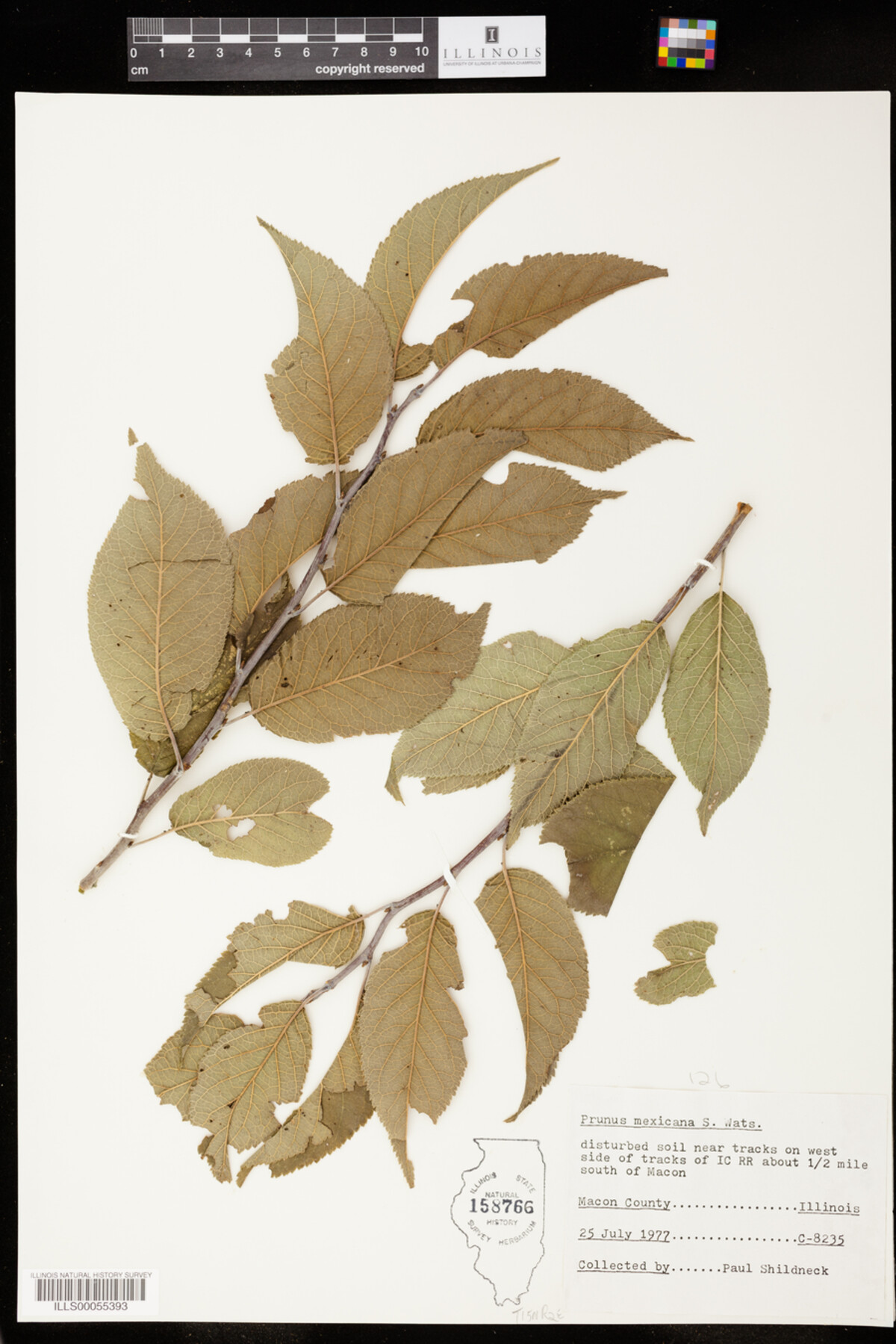 Prunus mexicana image