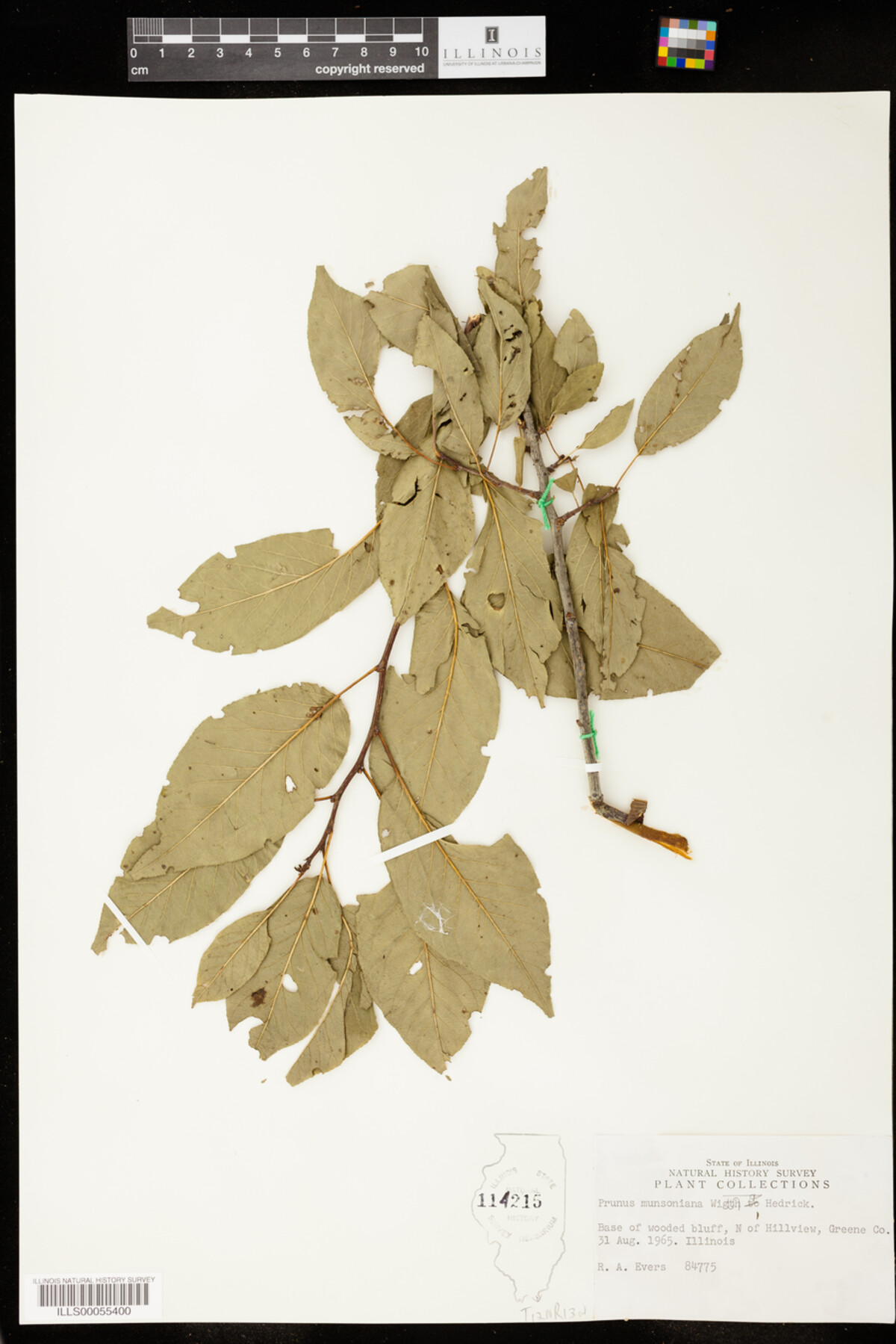 Prunus rivularis image