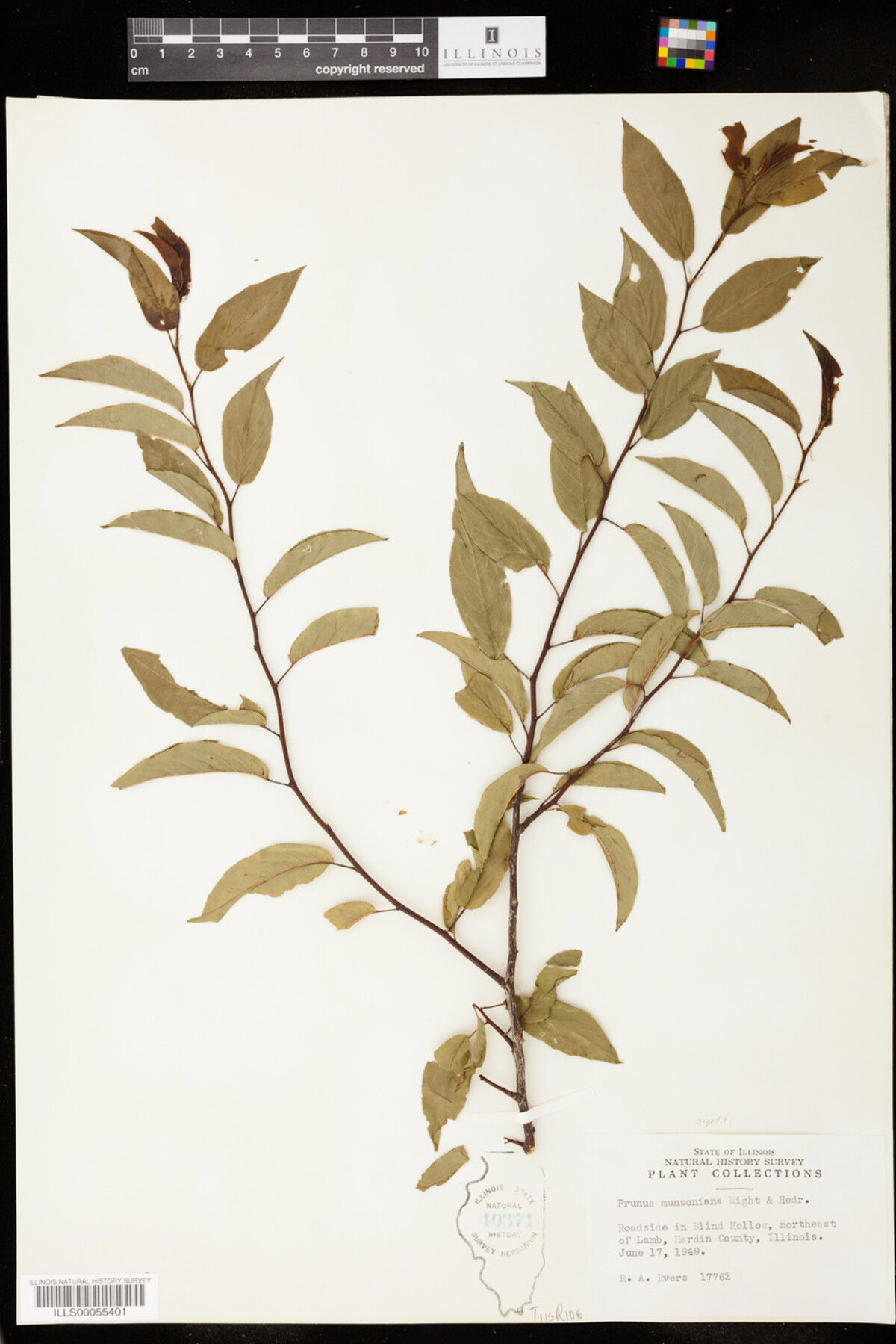 Prunus rivularis image