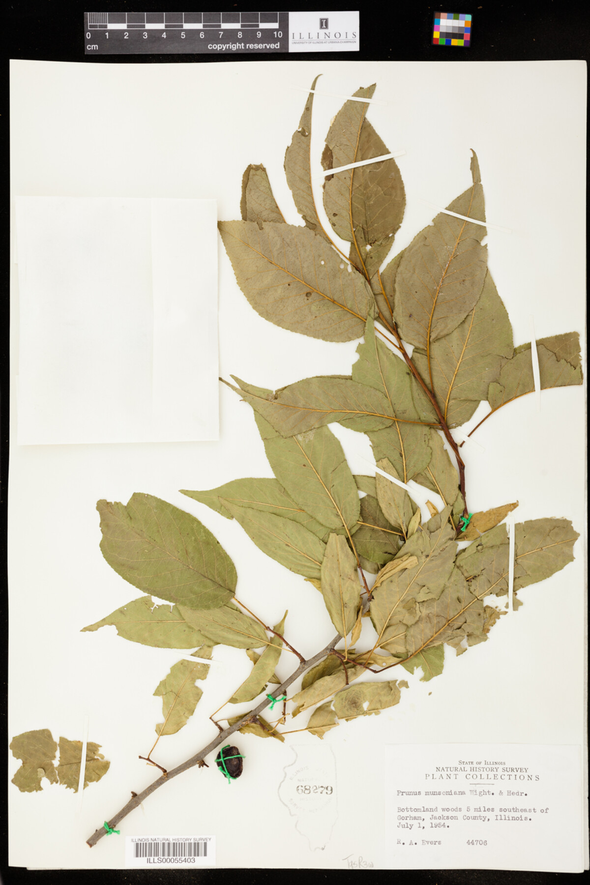 Prunus rivularis image