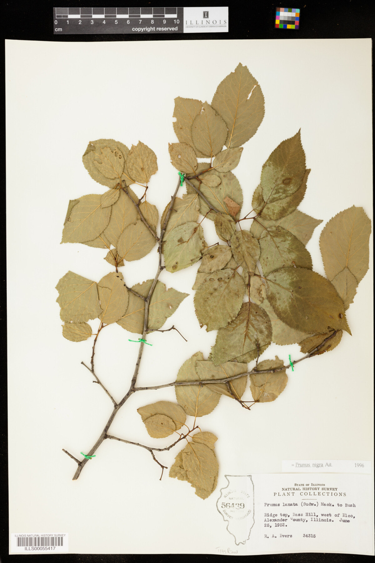 Prunus nigra image