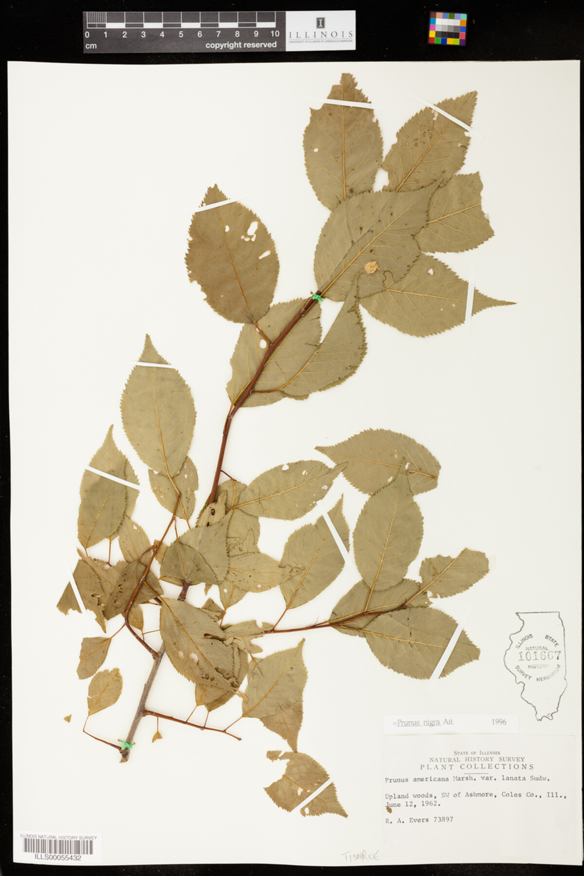 Prunus nigra image