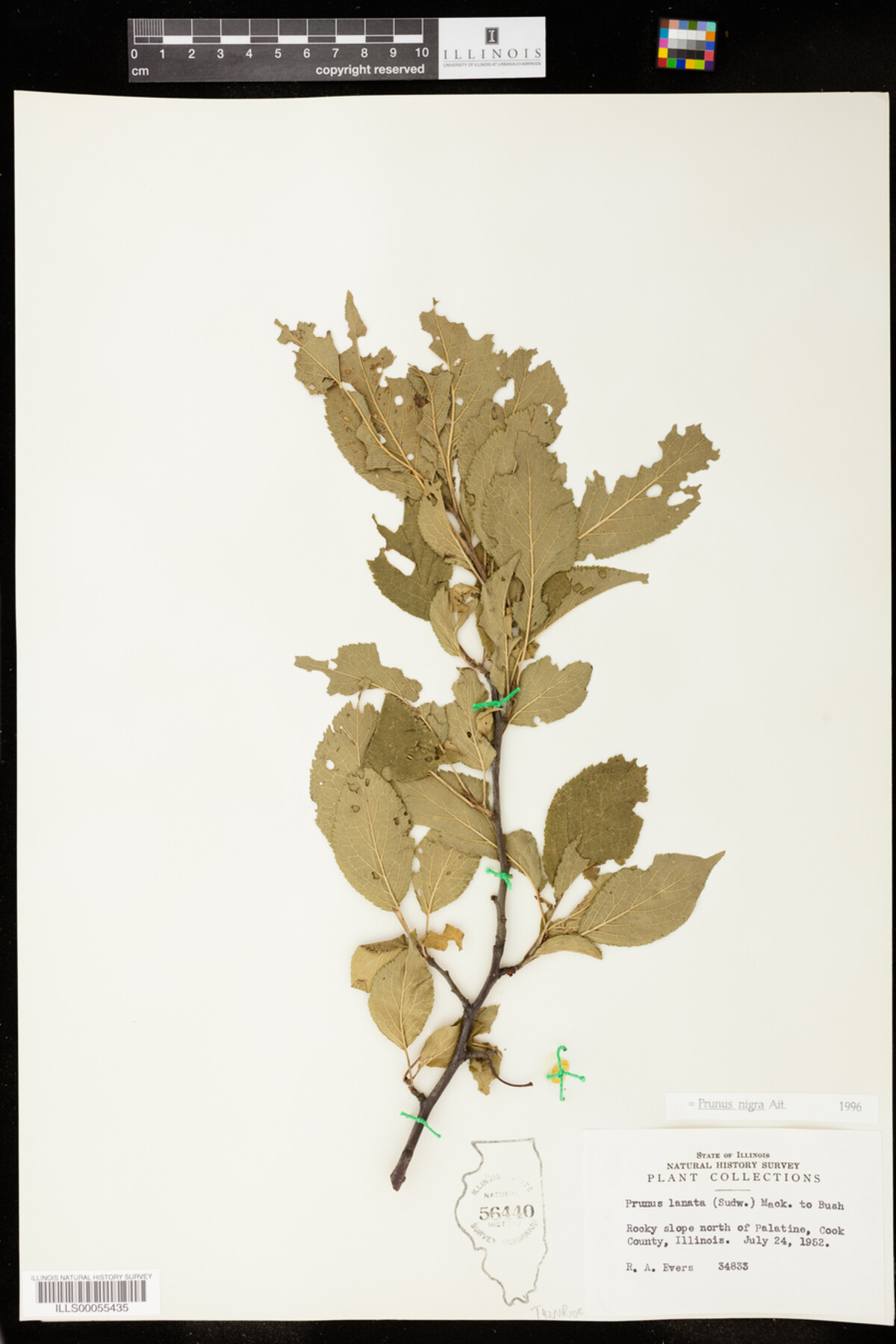 Prunus nigra image