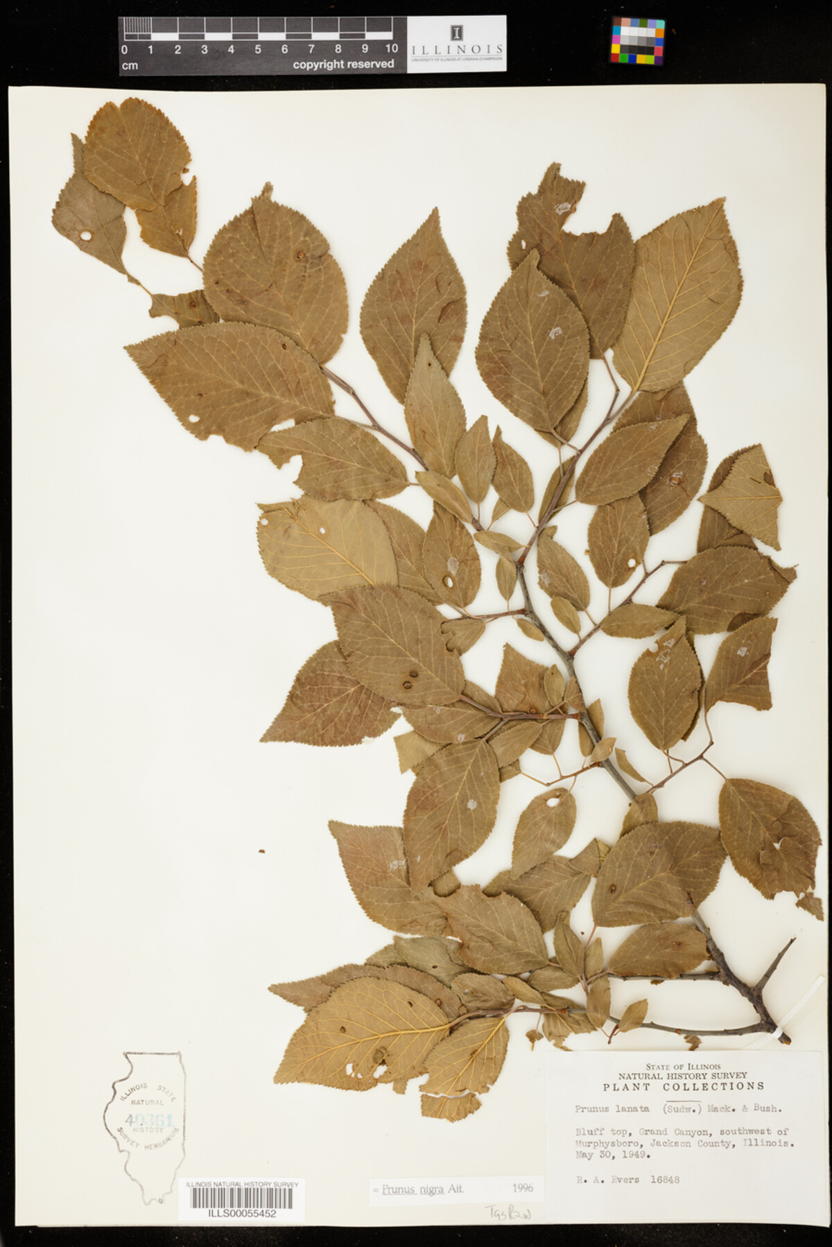 Prunus nigra image