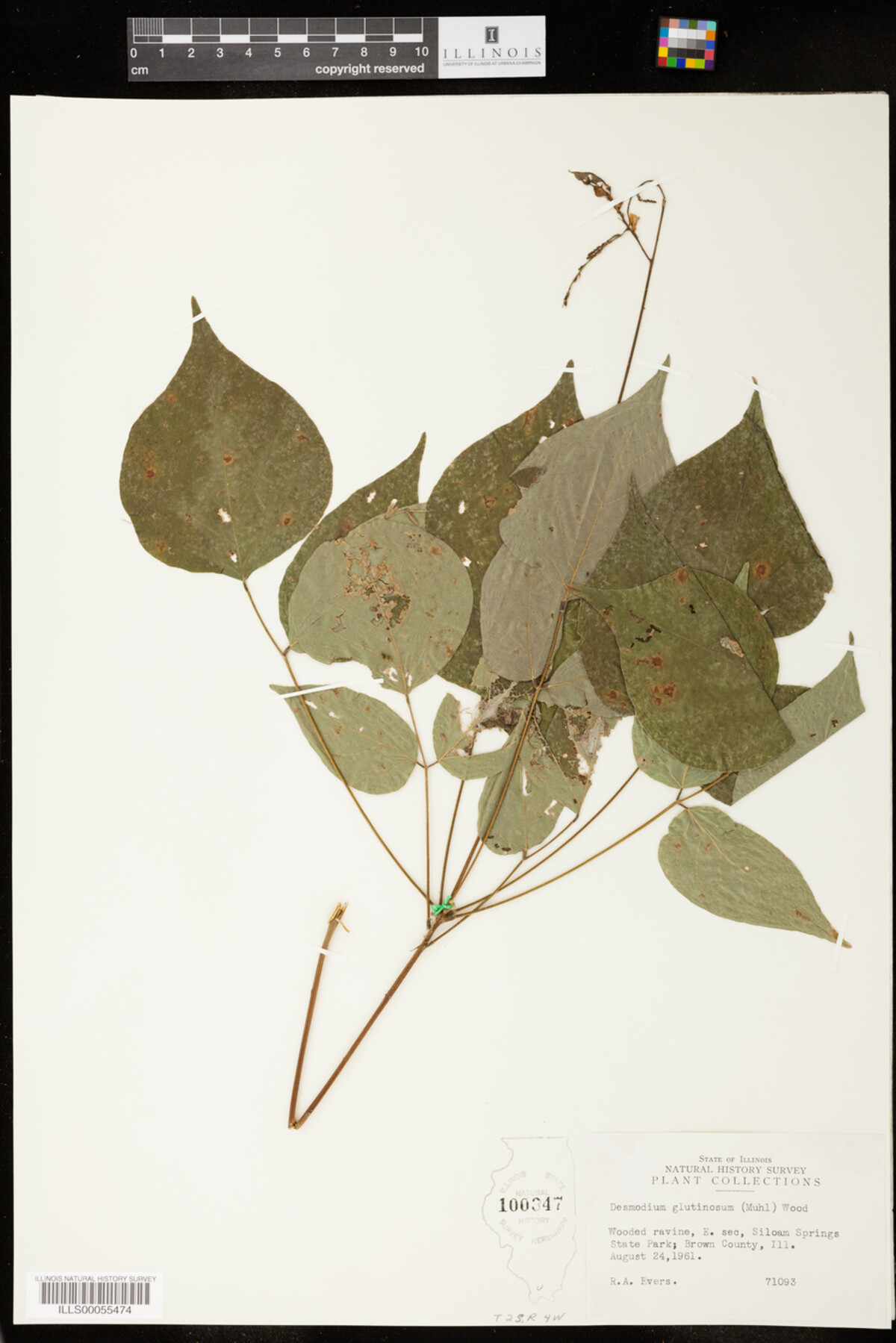 Desmodium glutinosum image