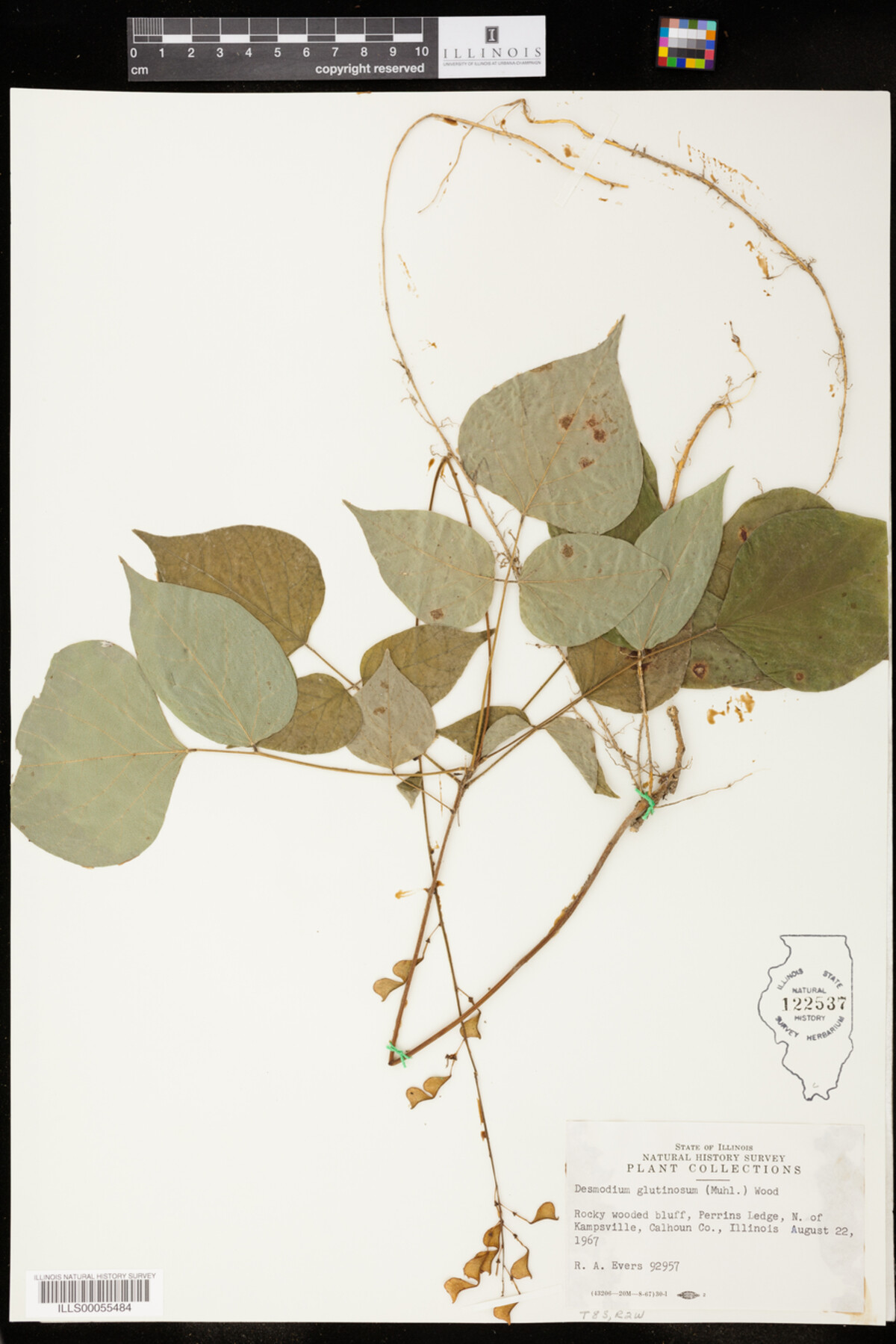 Desmodium glutinosum image
