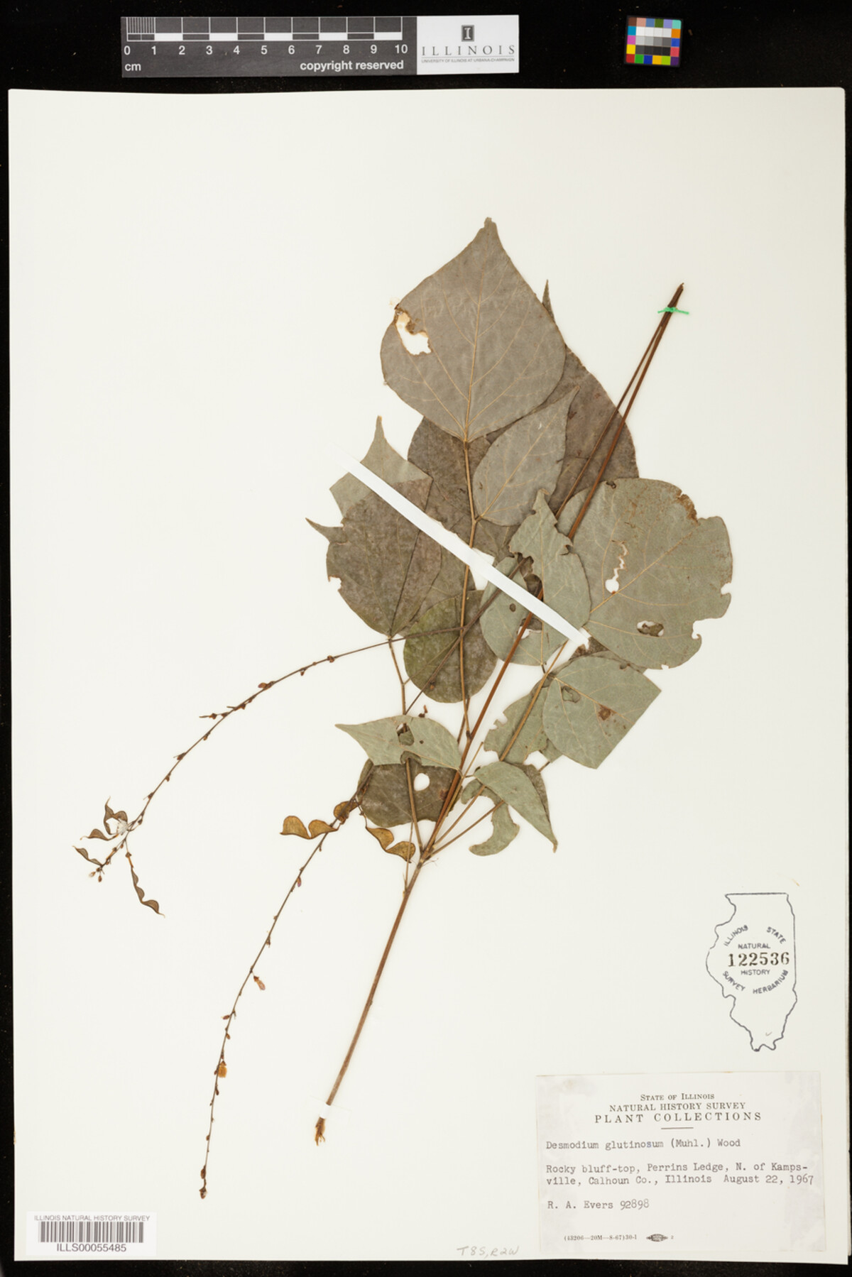 Desmodium glutinosum image