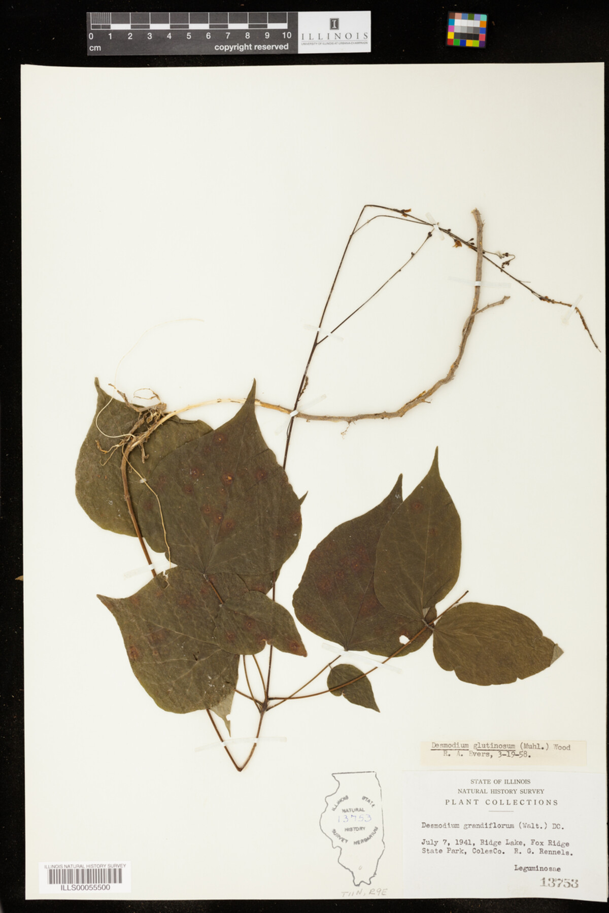 Desmodium glutinosum image