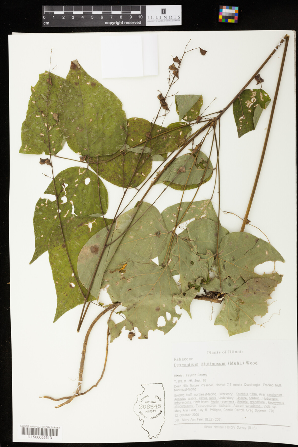 Desmodium glutinosum image