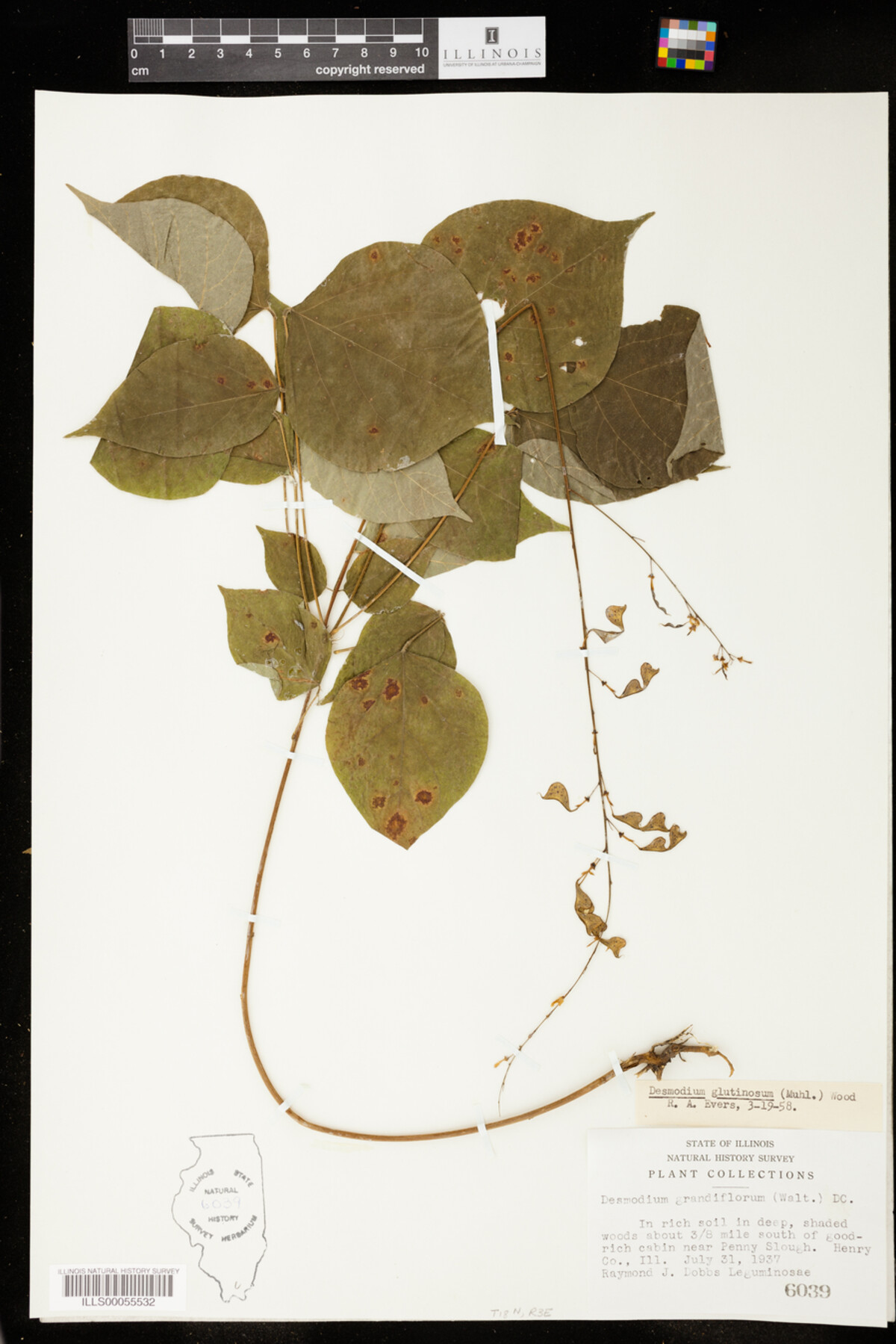 Desmodium glutinosum image