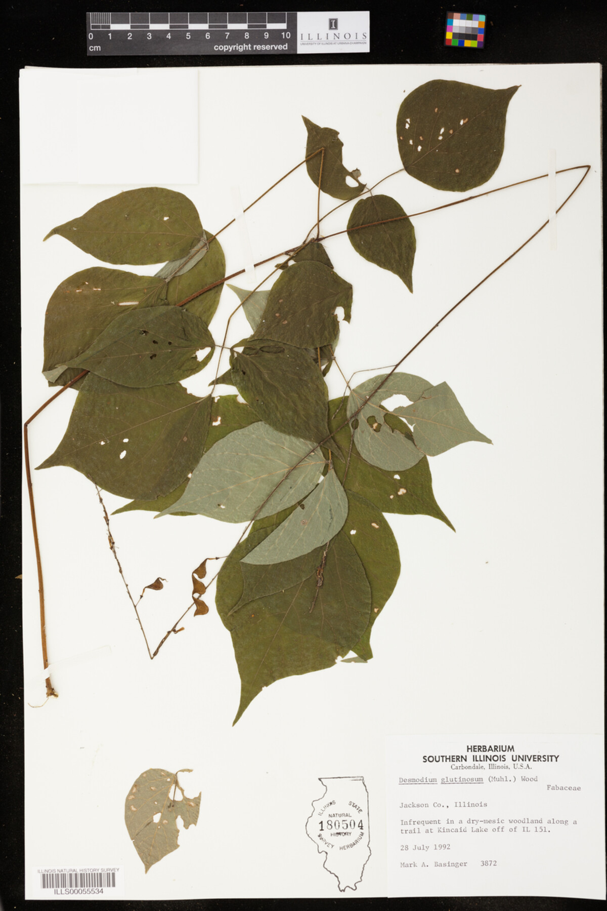 Desmodium glutinosum image