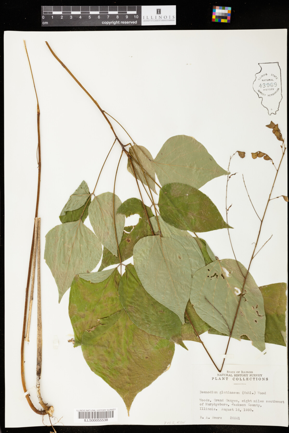 Desmodium glutinosum image