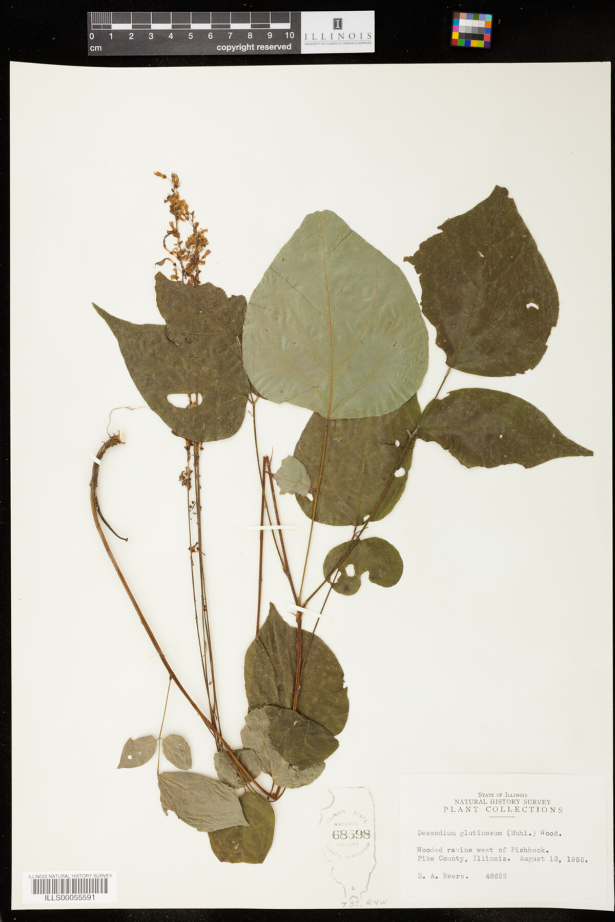 Desmodium glutinosum image