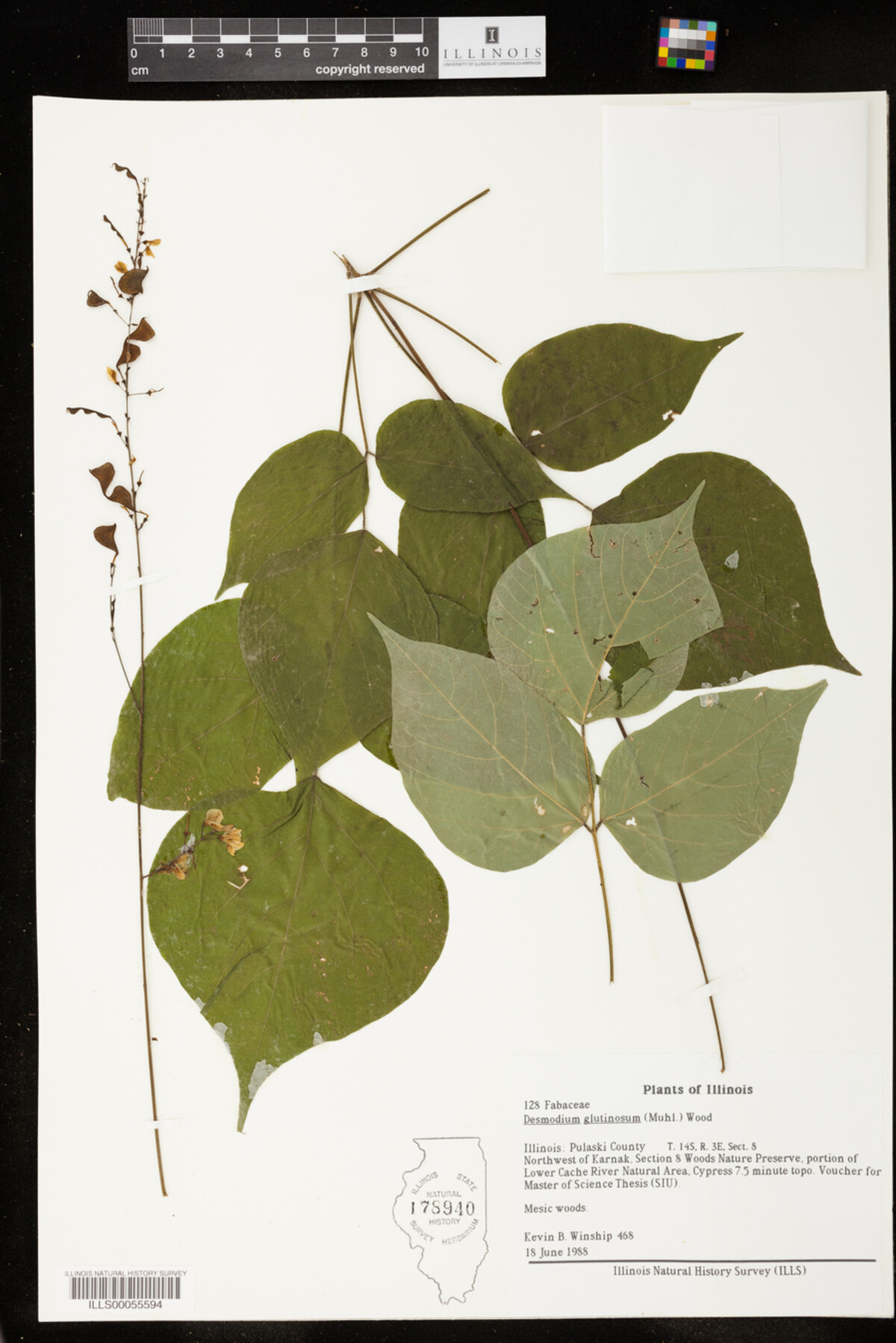 Desmodium glutinosum image