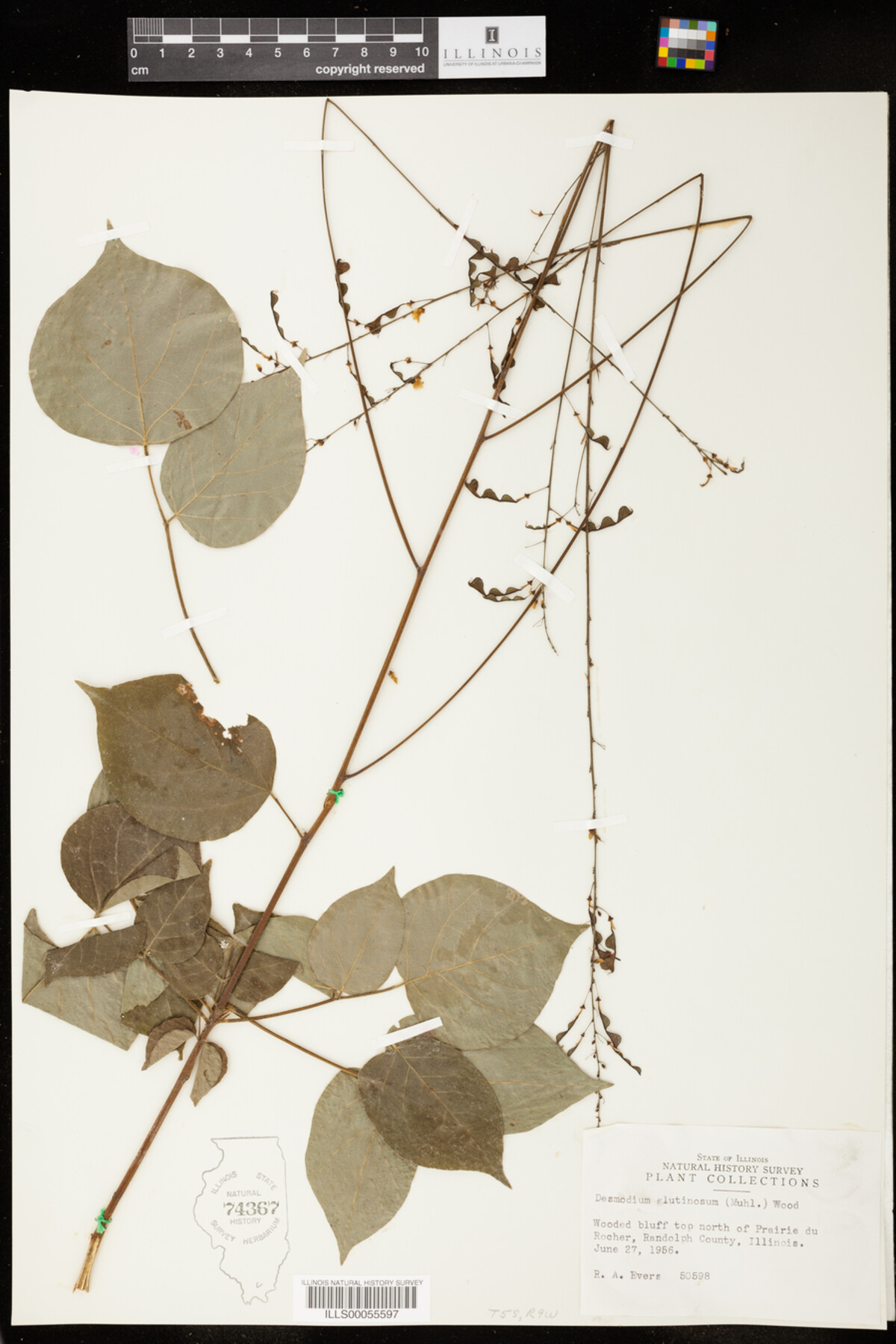 Desmodium glutinosum image