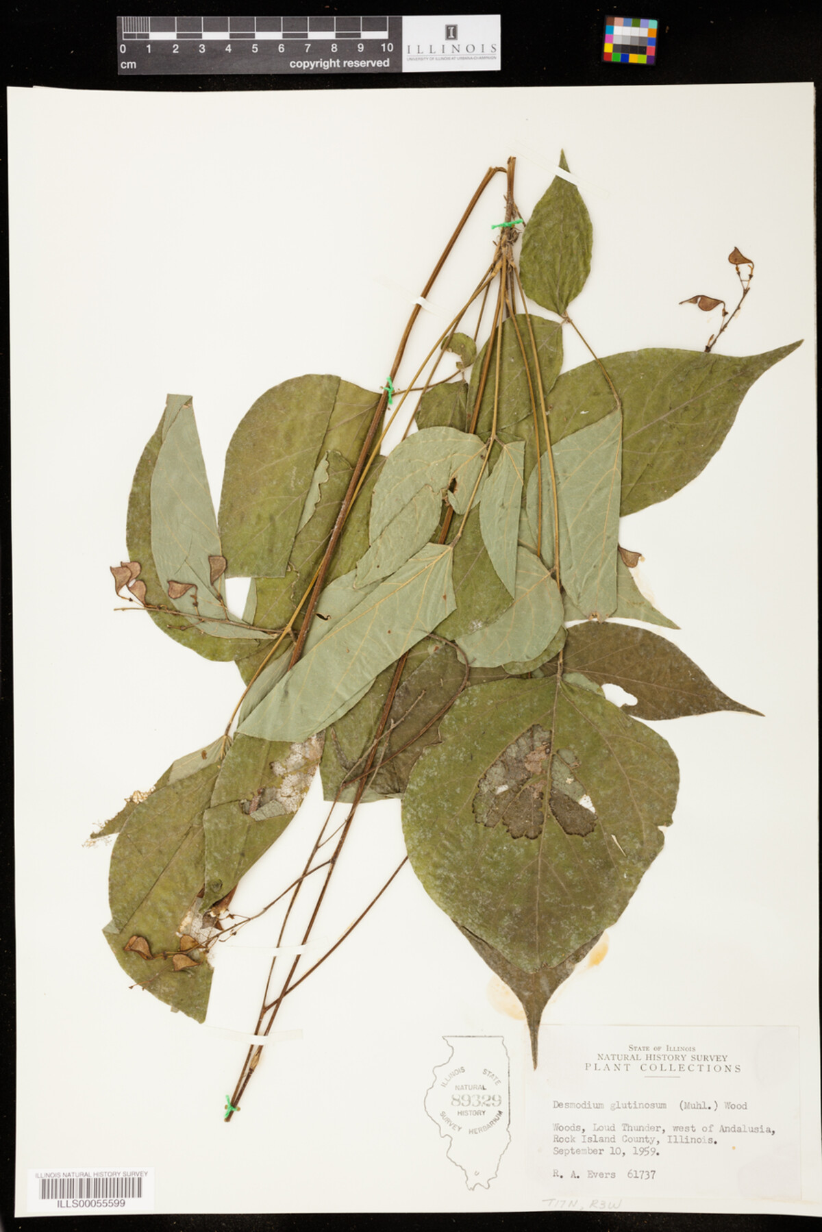 Desmodium glutinosum image
