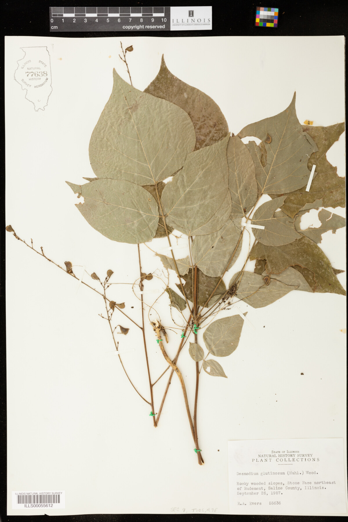 Desmodium glutinosum image