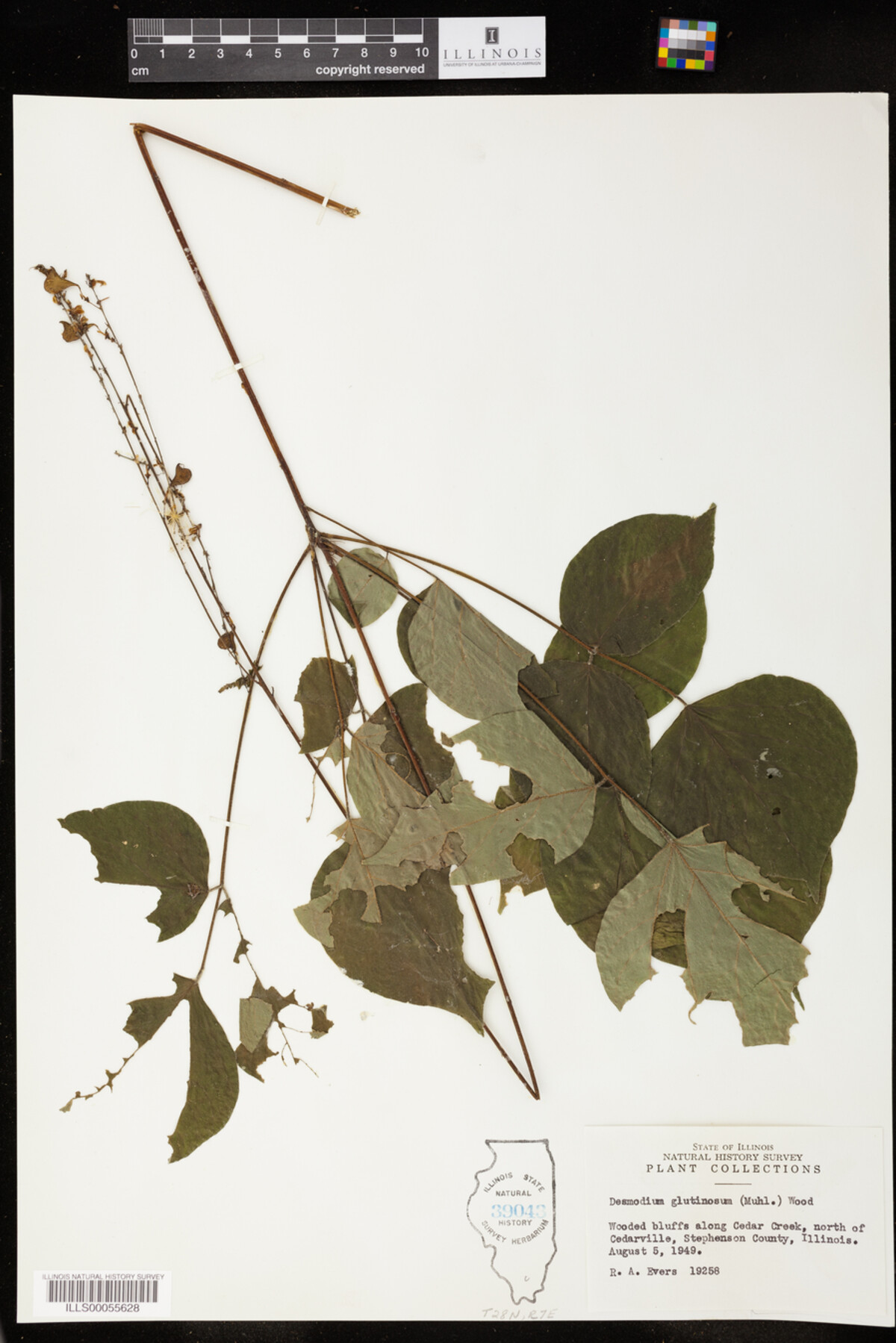 Desmodium glutinosum image