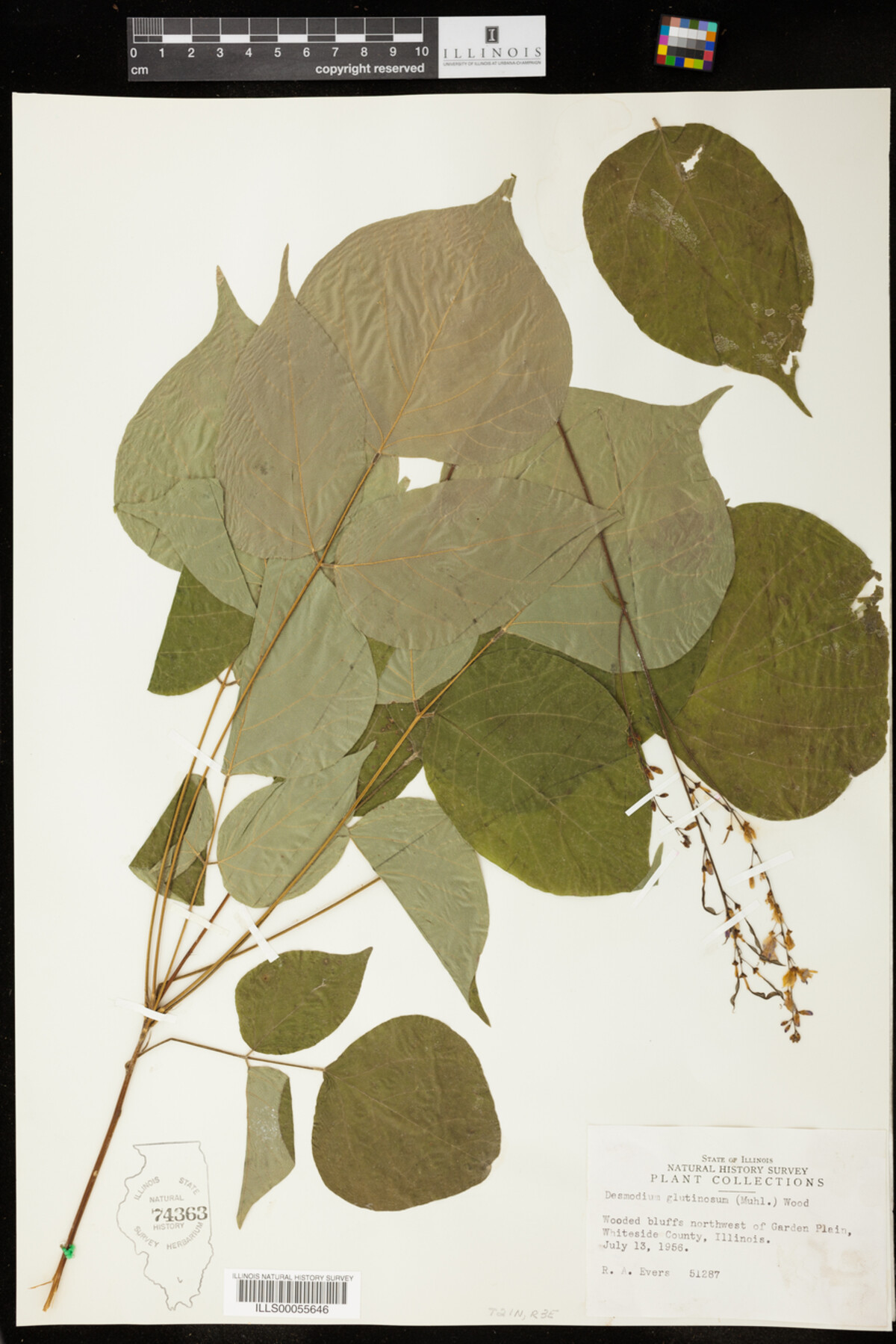 Desmodium glutinosum image