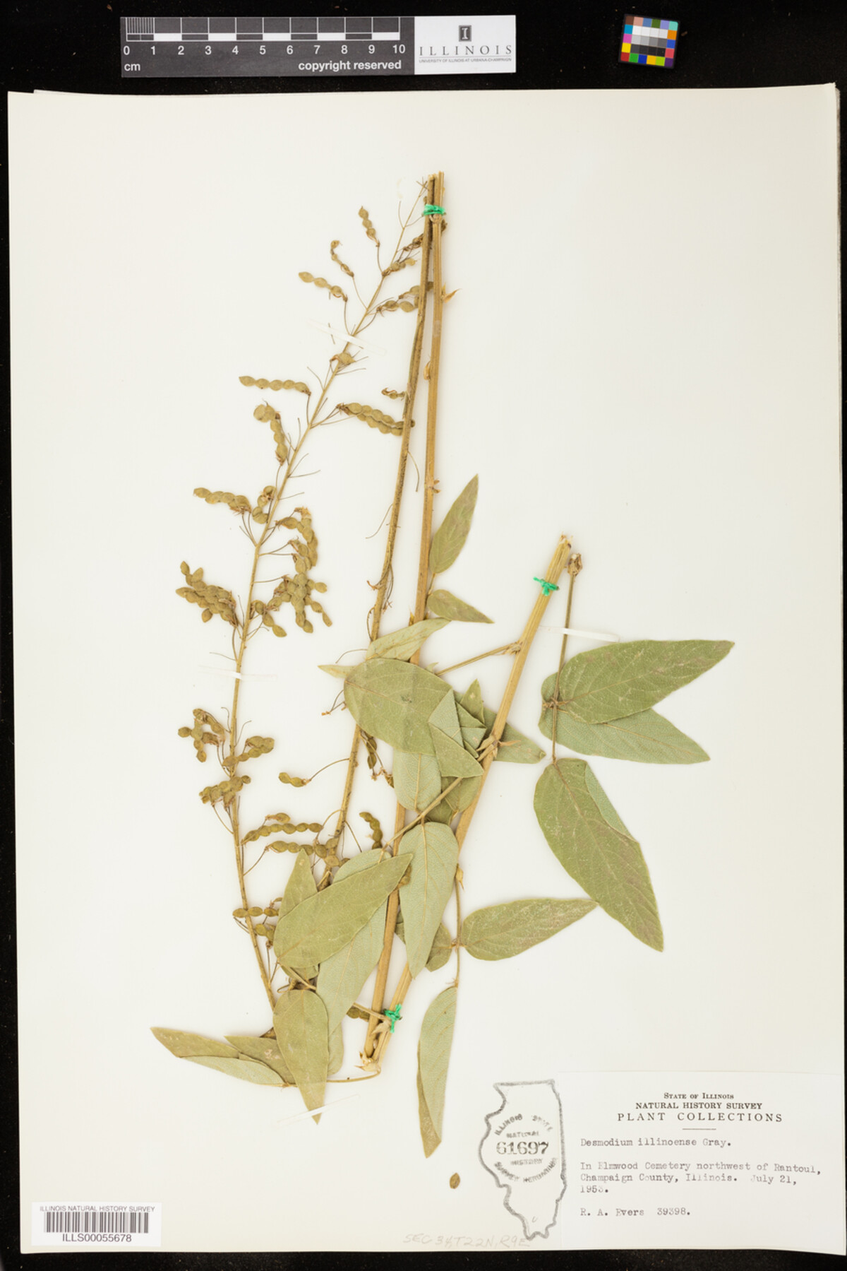 Desmodium illinoense image