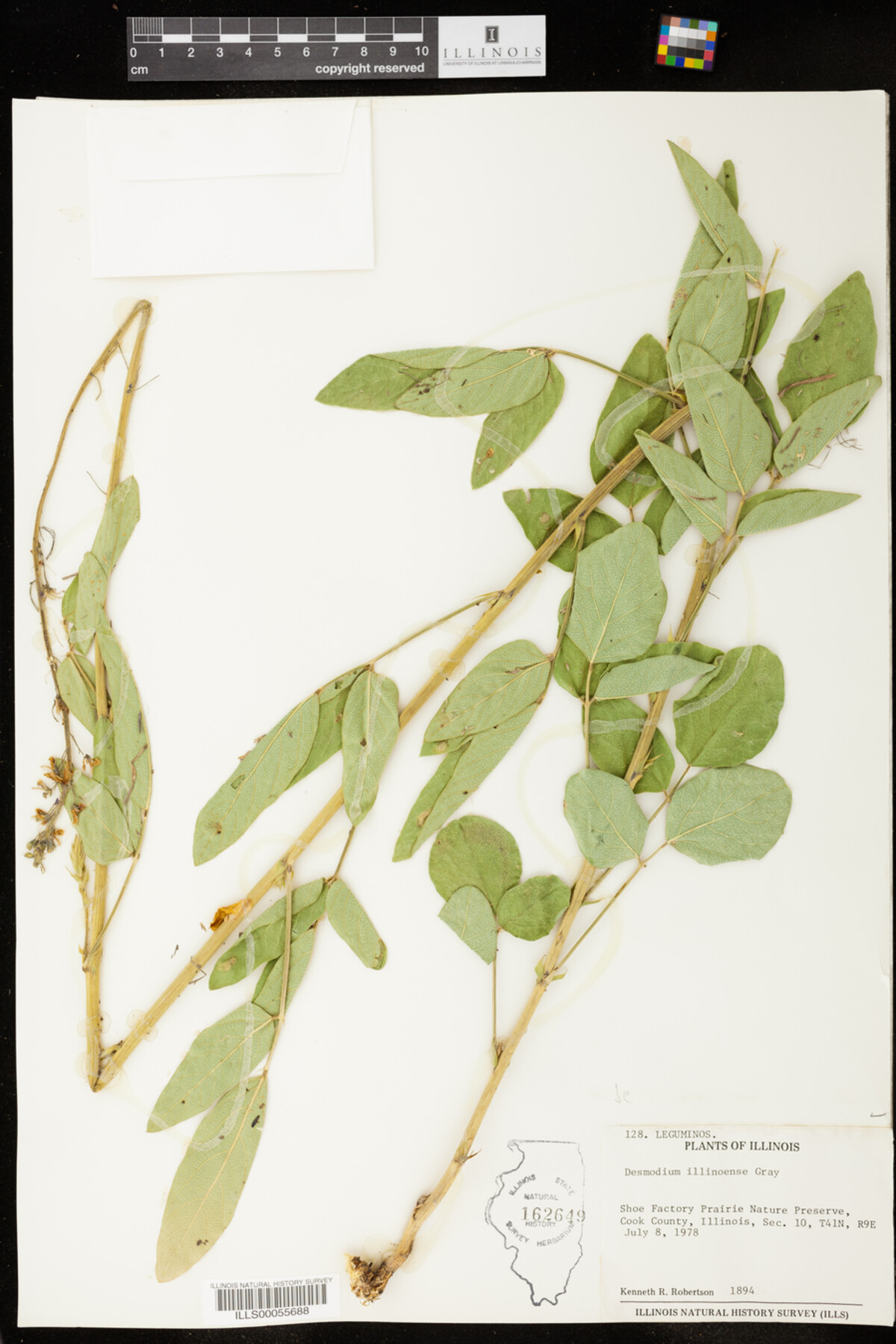 Desmodium illinoense image