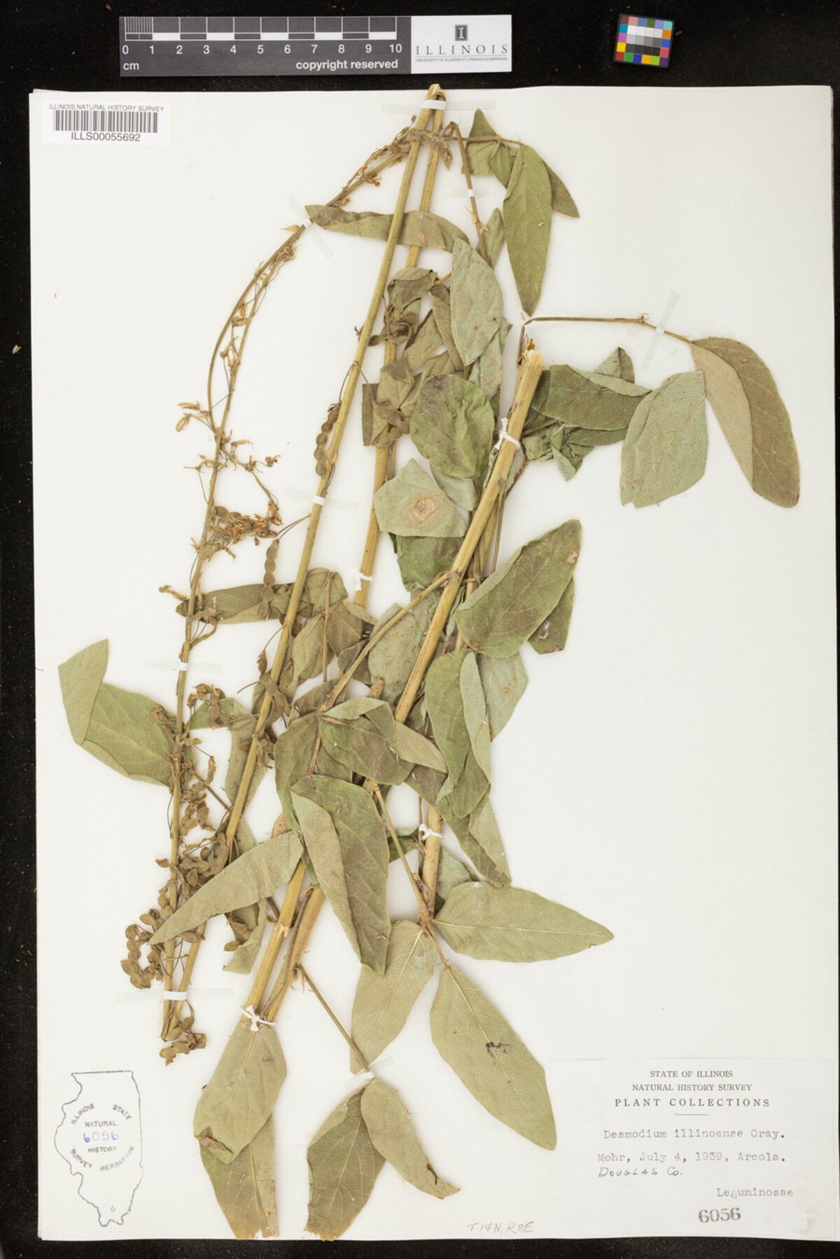 Desmodium illinoense image