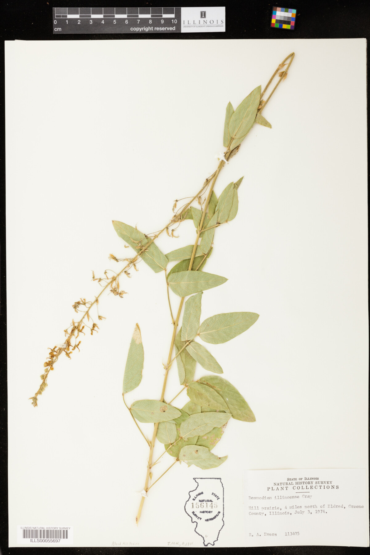 Desmodium illinoense image