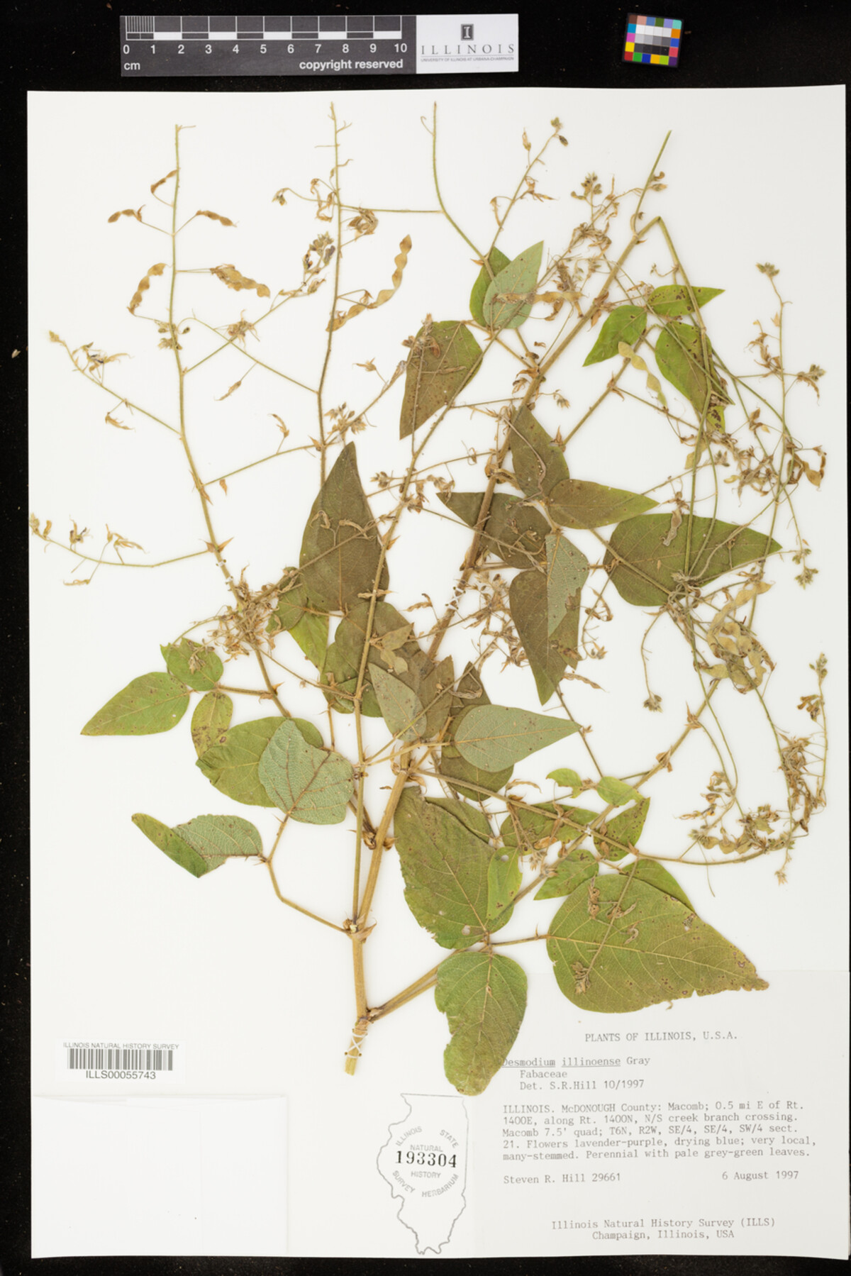 Desmodium illinoense image
