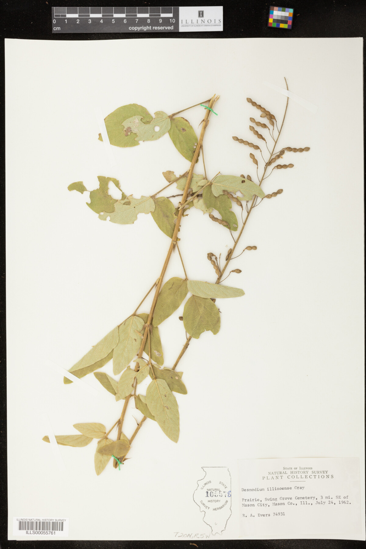 Desmodium illinoense image