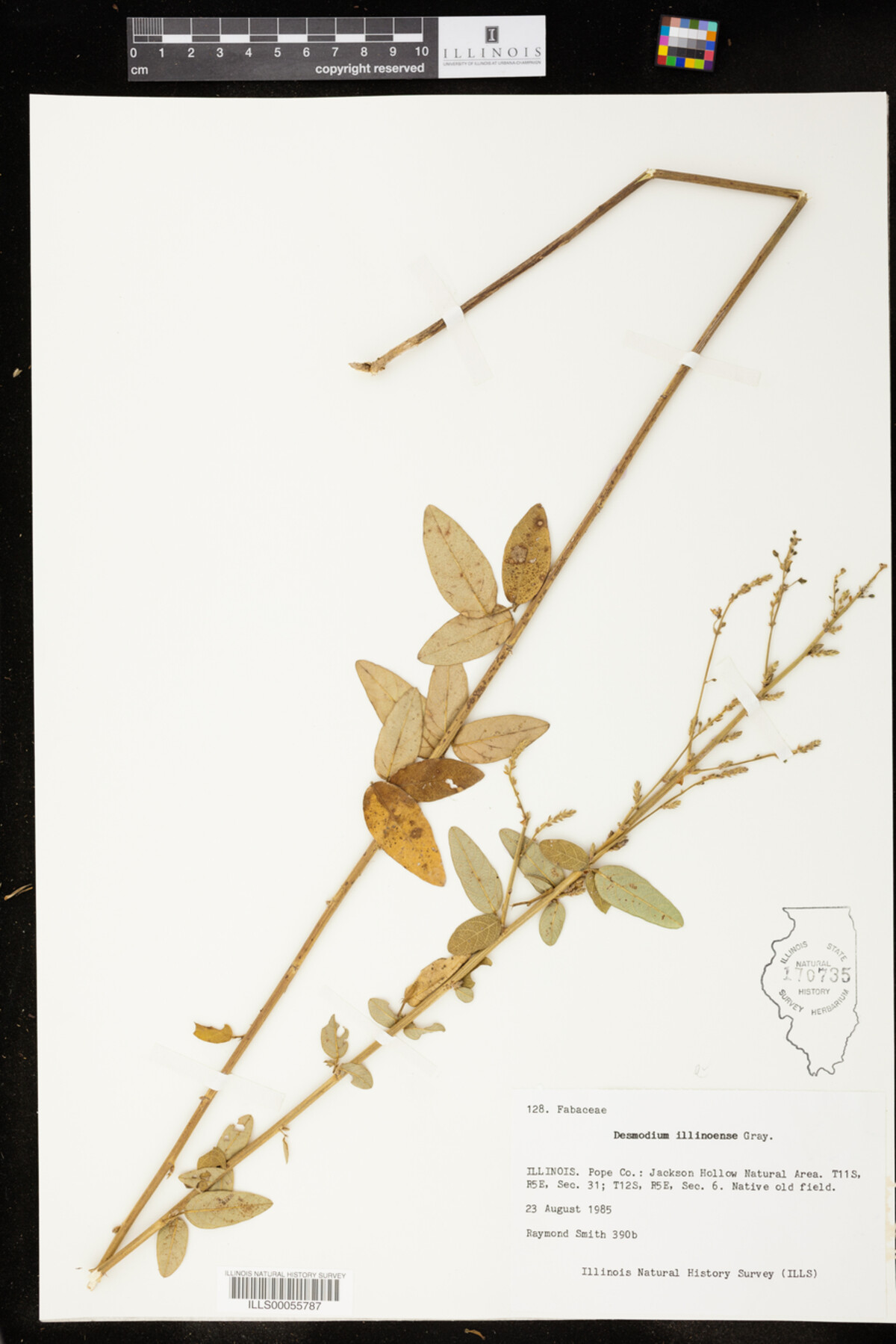 Desmodium illinoense image