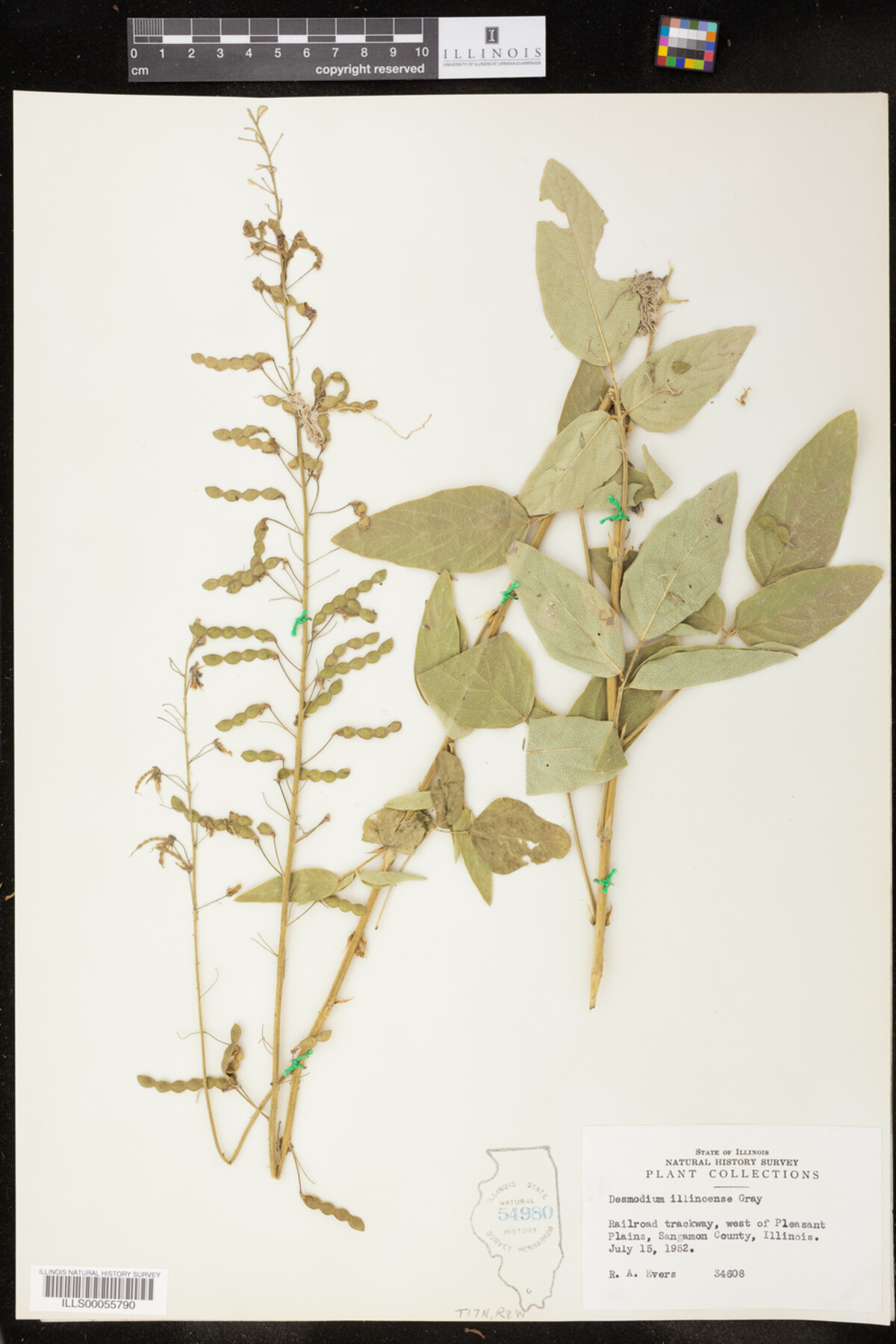Desmodium illinoense image