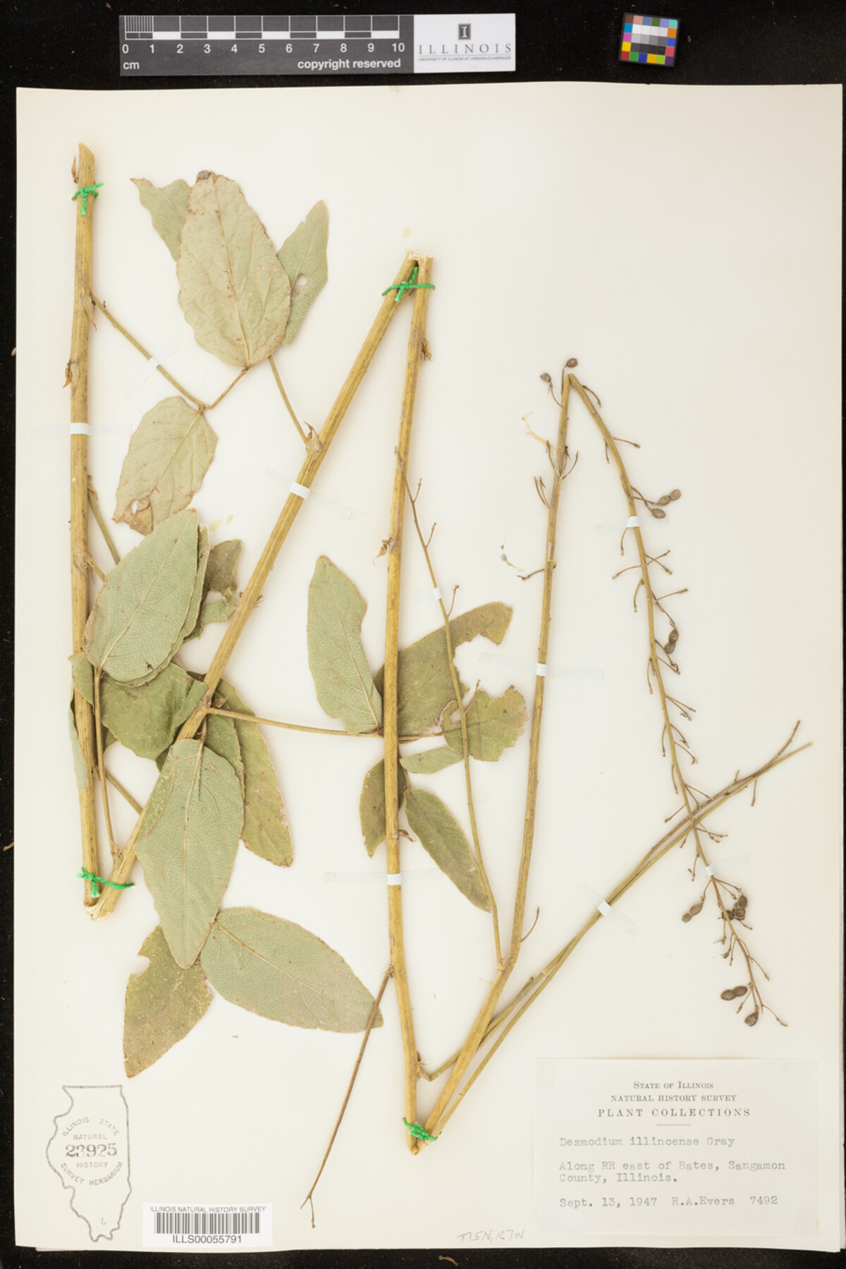 Desmodium illinoense image