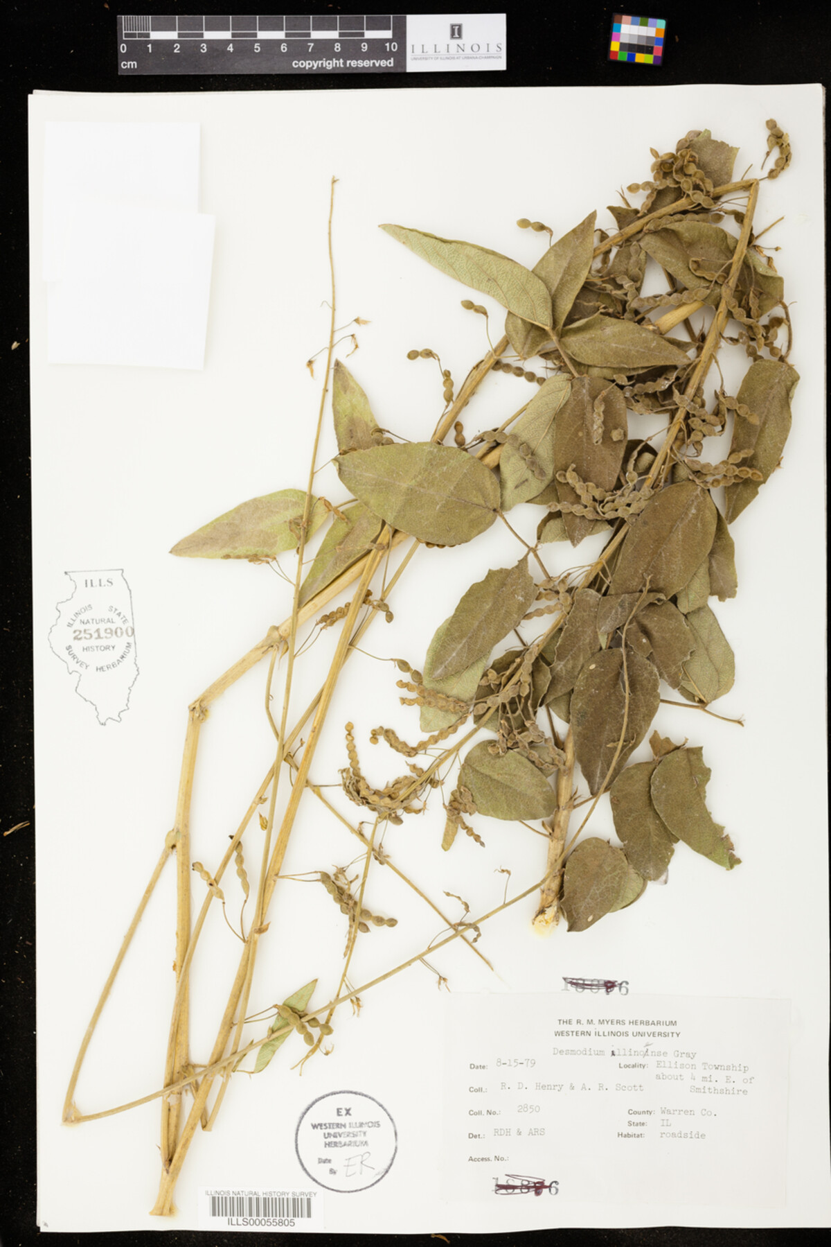 Desmodium illinoense image