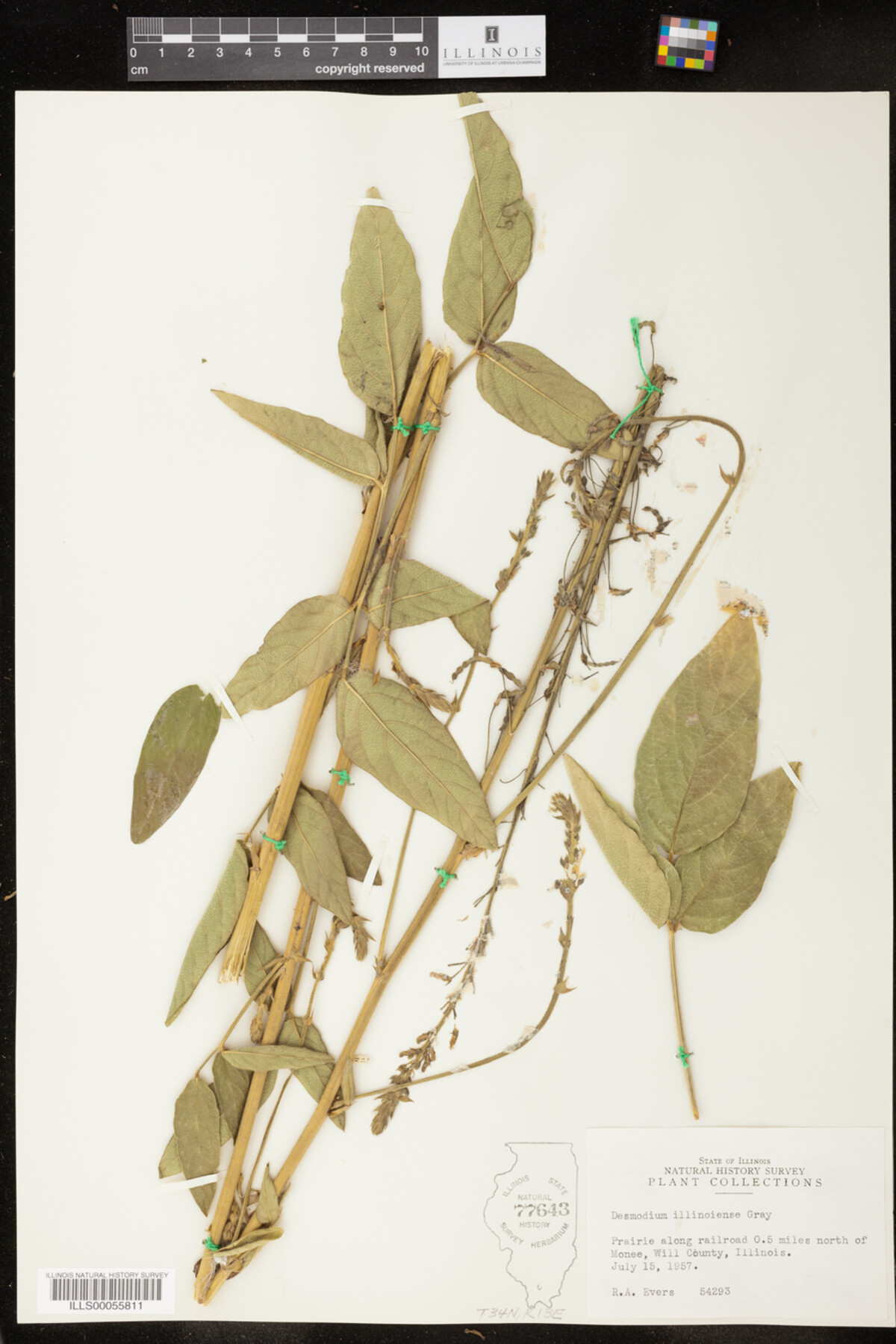 Desmodium illinoense image