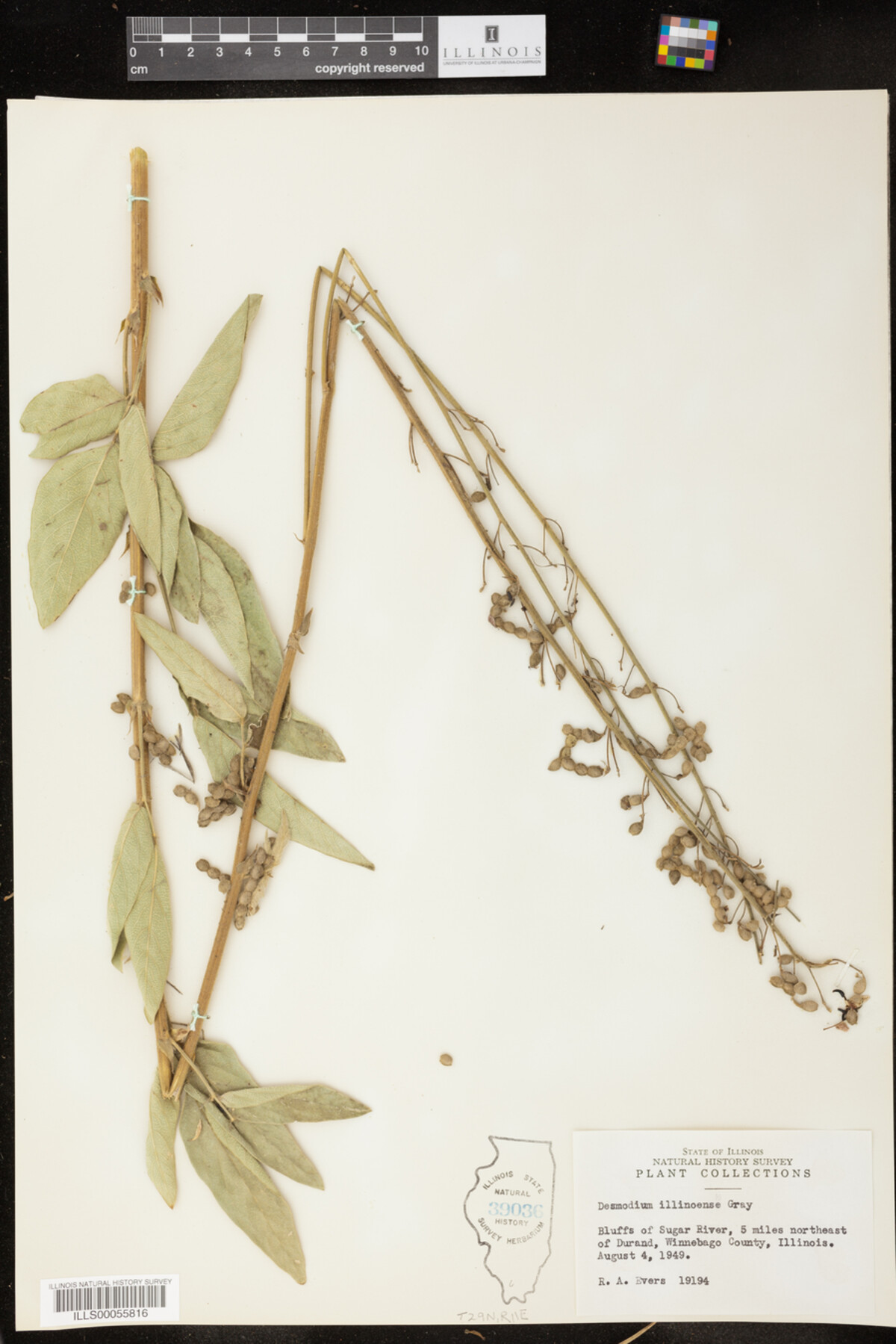 Desmodium illinoense image