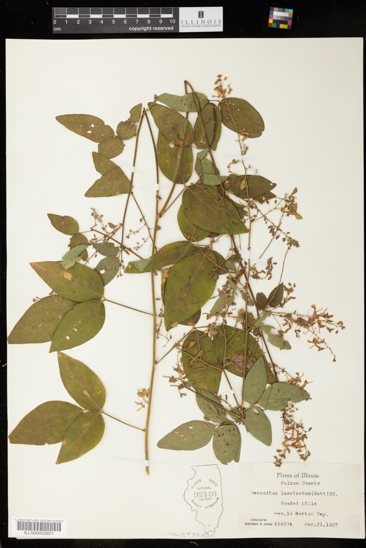 Desmodium laevigatum image