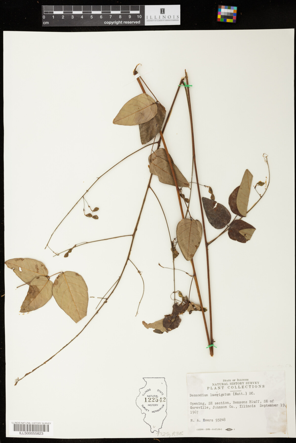 Desmodium laevigatum image
